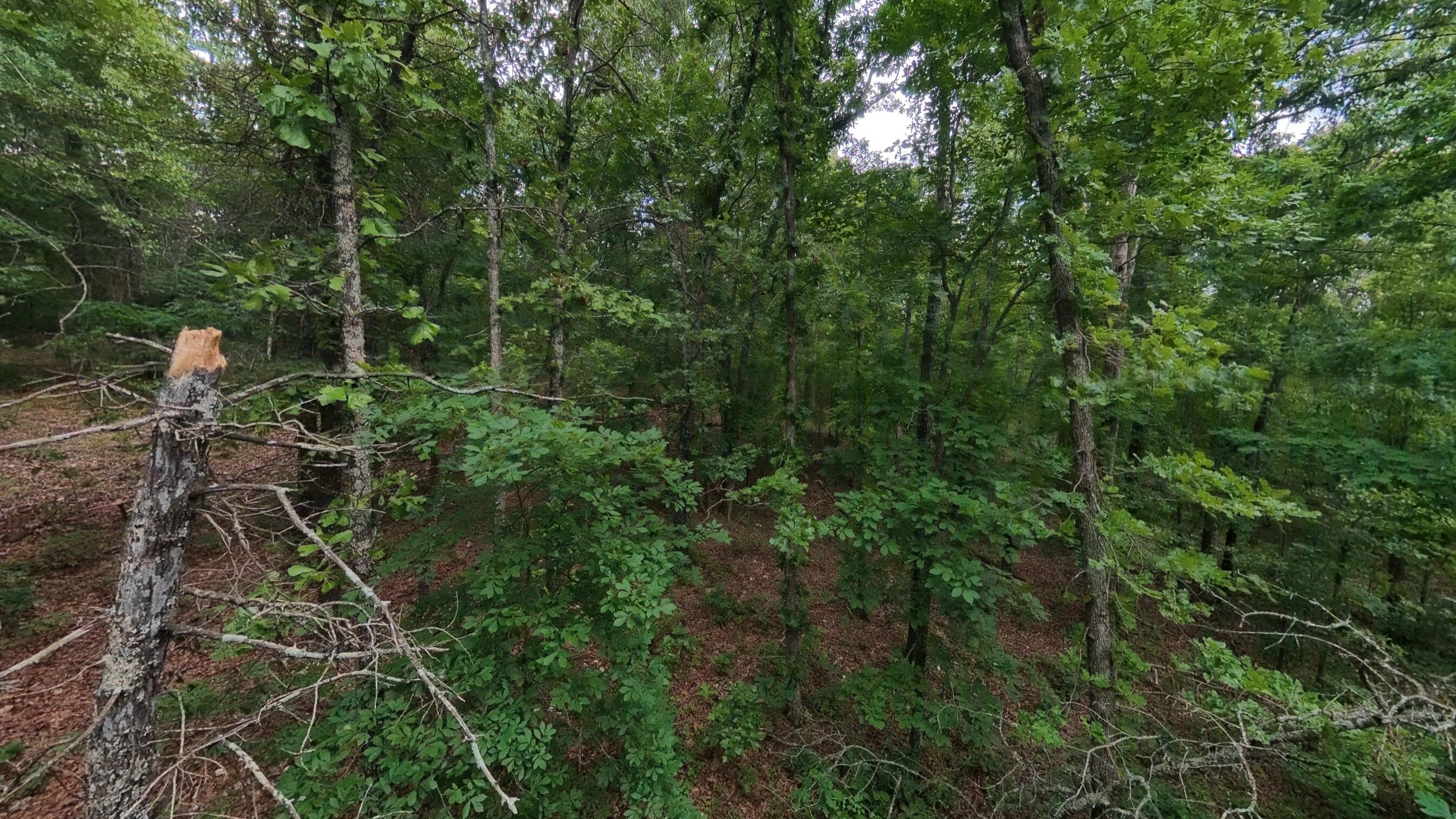 Photo 14 - Land for sale – 000 N Camp Creek Road  Mammoth Spring, AR