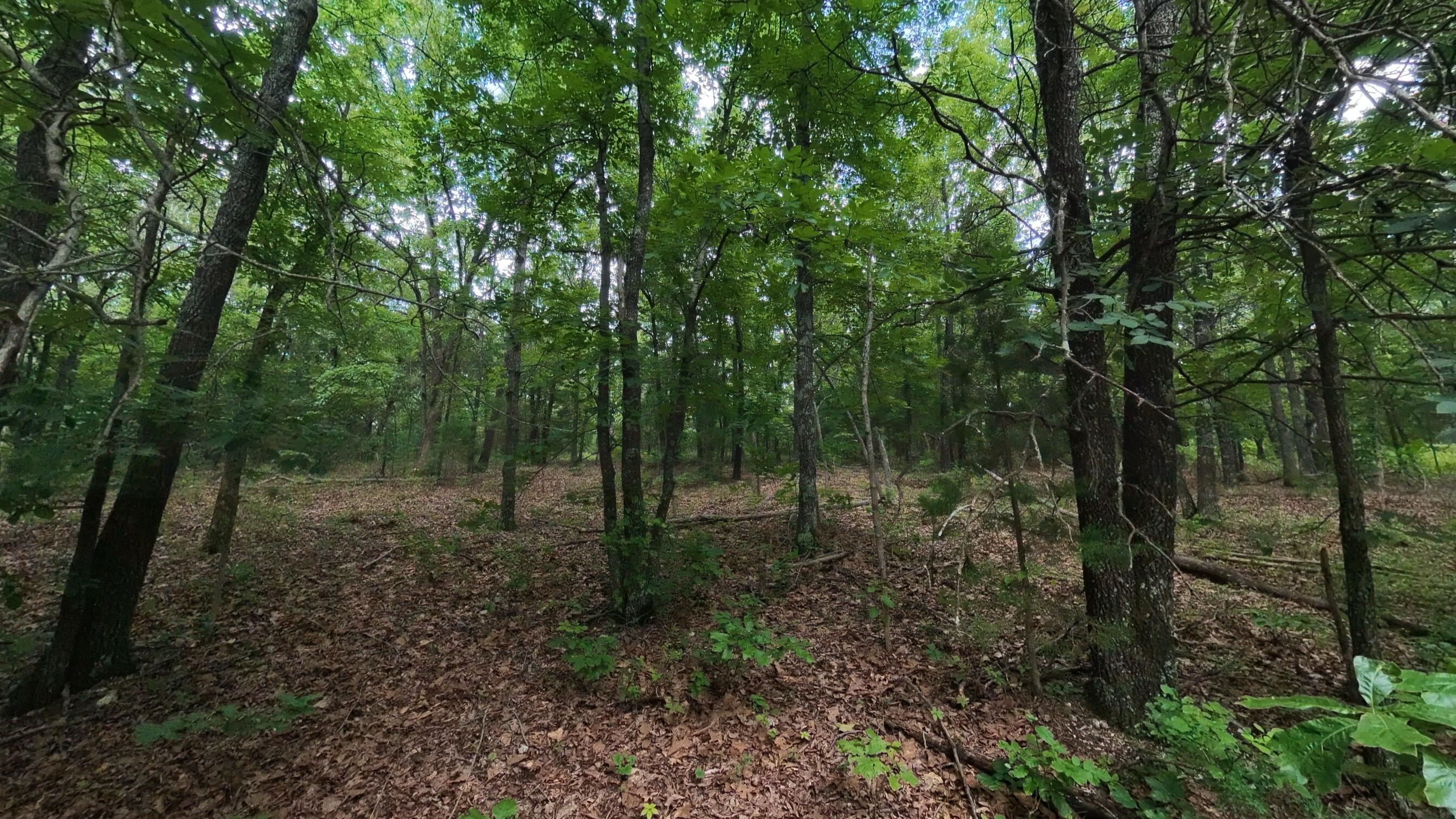Photo 6 - Land for sale – 000 N Camp Creek Road  Mammoth Spring, AR