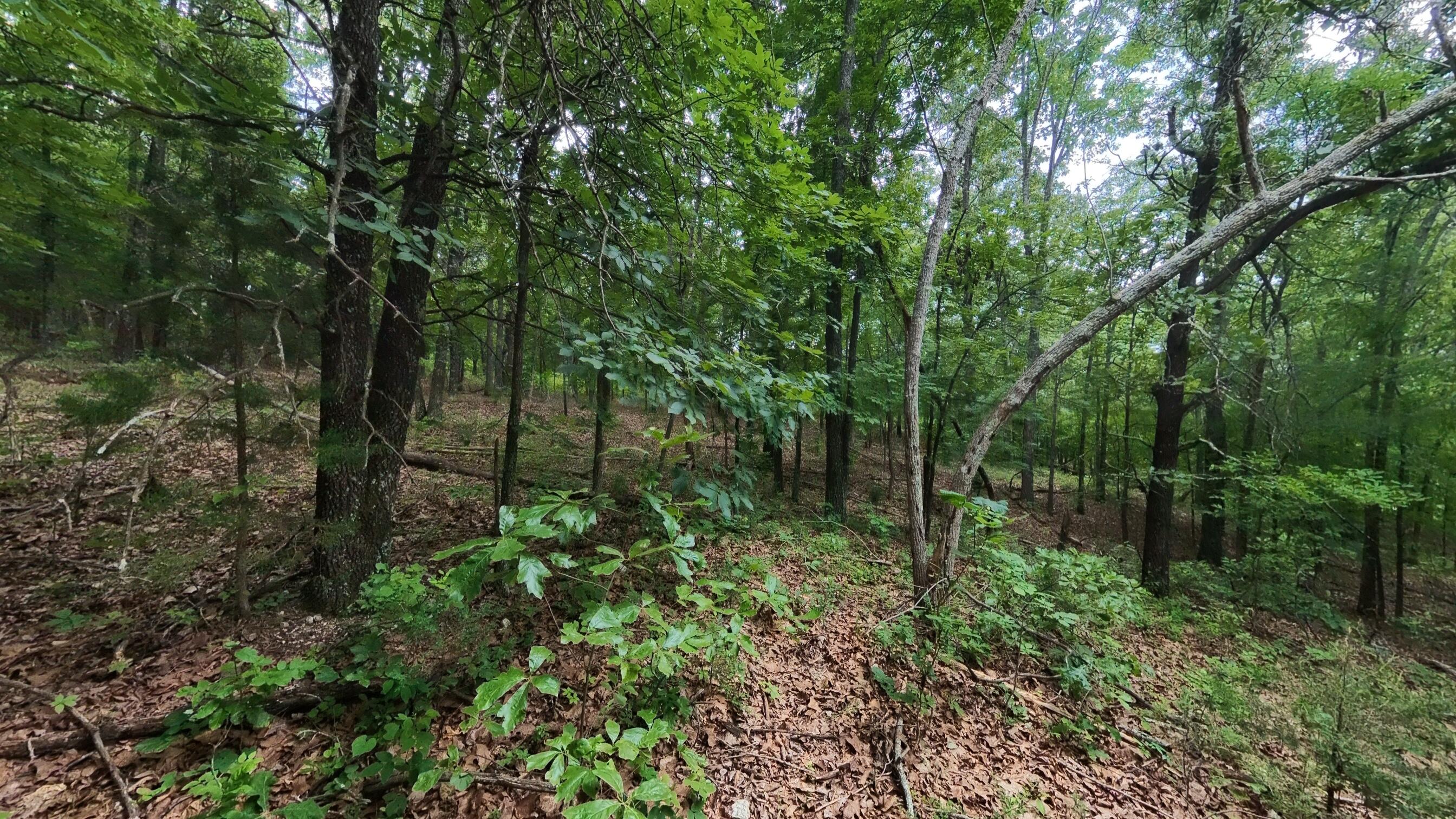 Photo 5 - Land for sale – 000 N Camp Creek Road  Mammoth Spring, AR