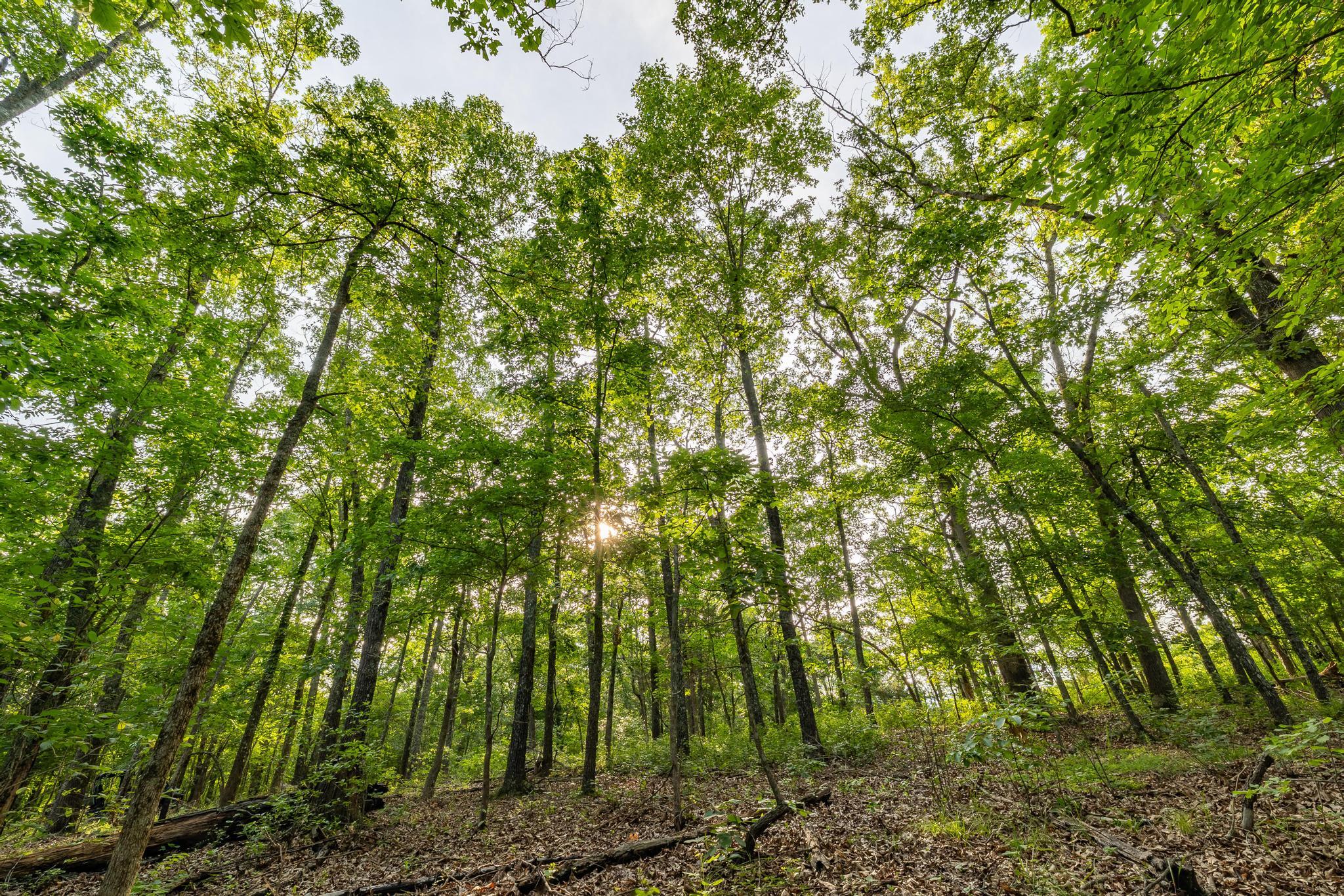 Photo 83 - Residential for sale – 225  Cory'S Trail   Theodosia, MO