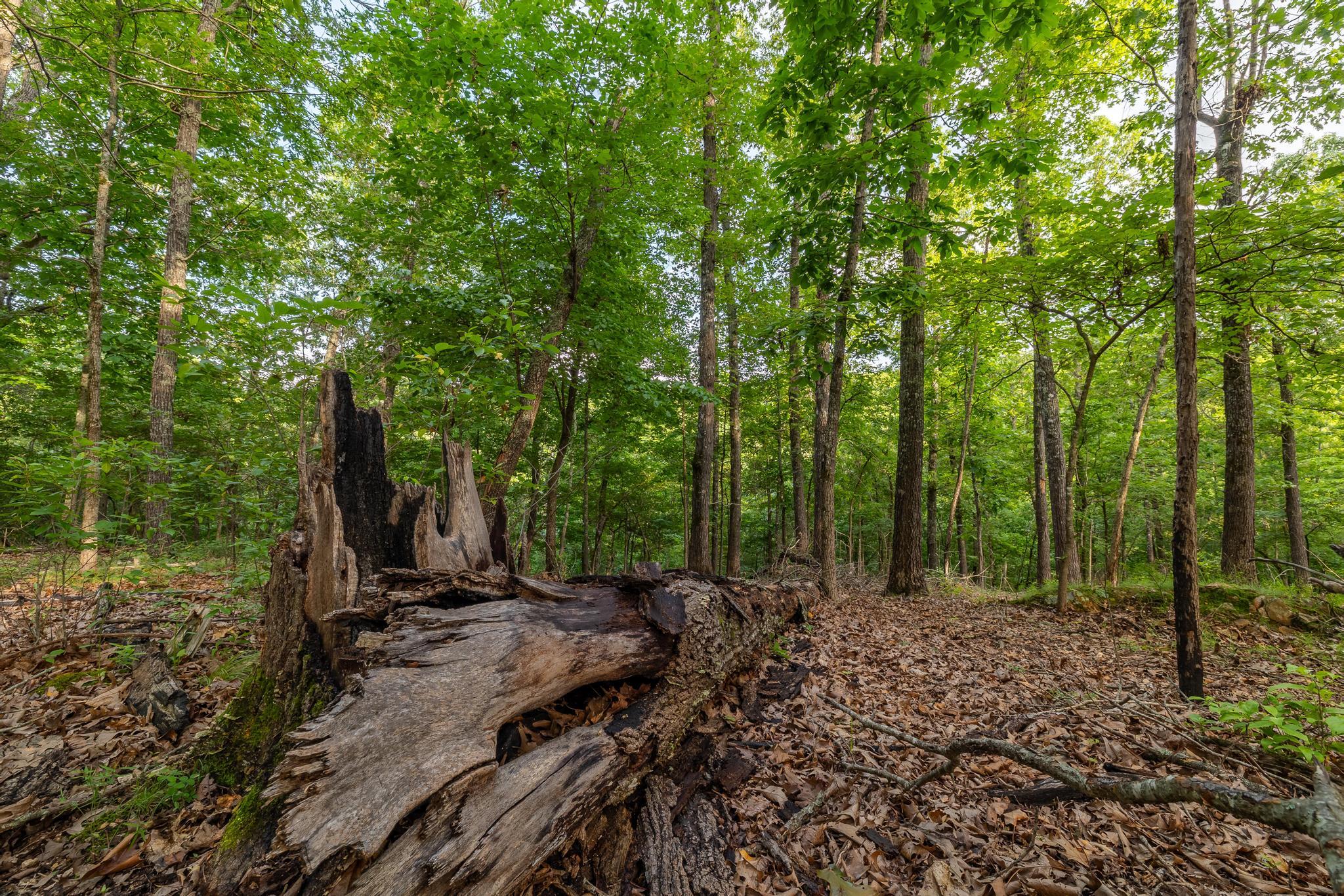 Photo 90 - Residential for sale – 225  Cory'S Trail   Theodosia, MO