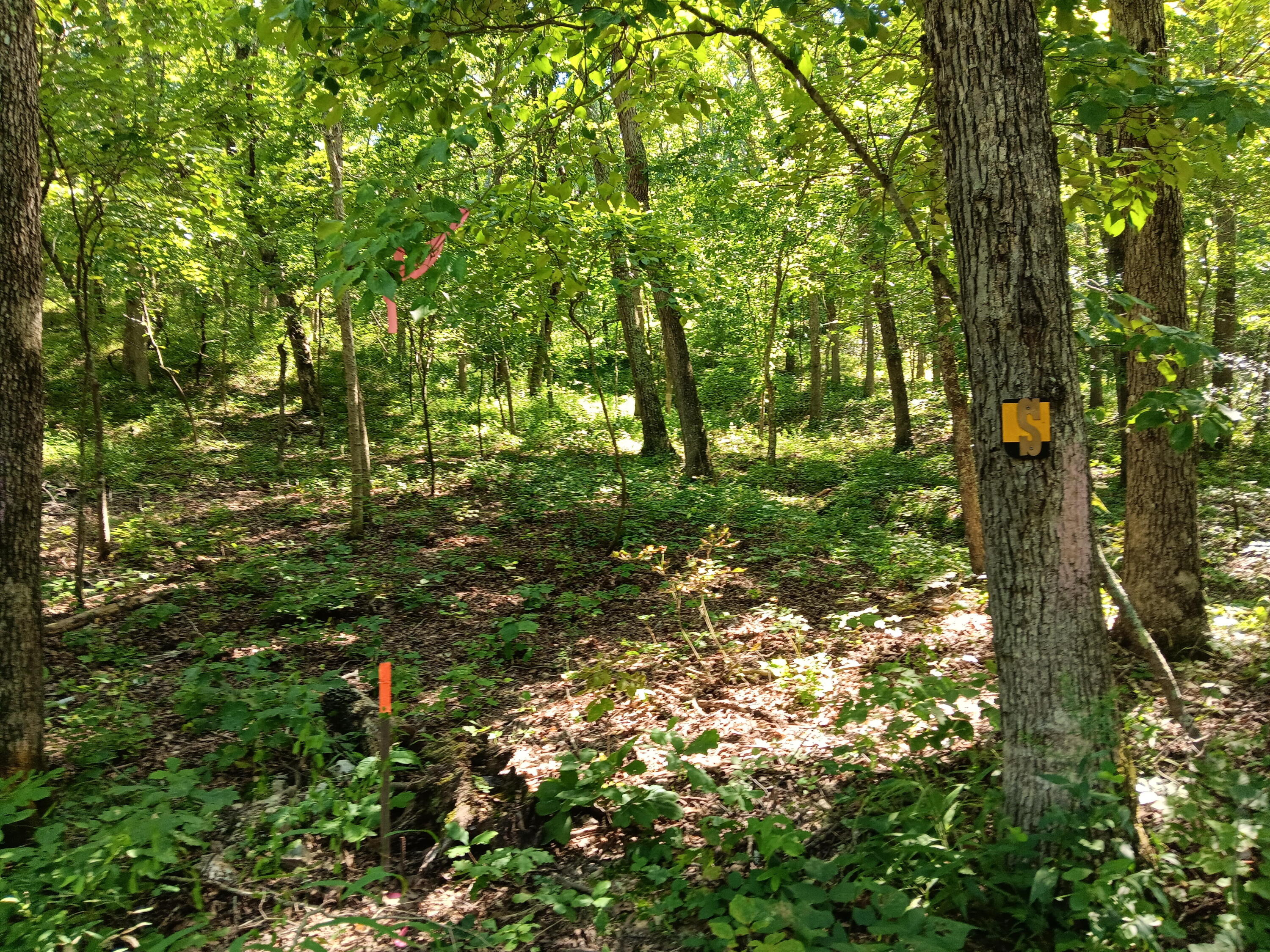 Photo 15 - Land for sale – 000  Highway Y   Elk Creek, MO
