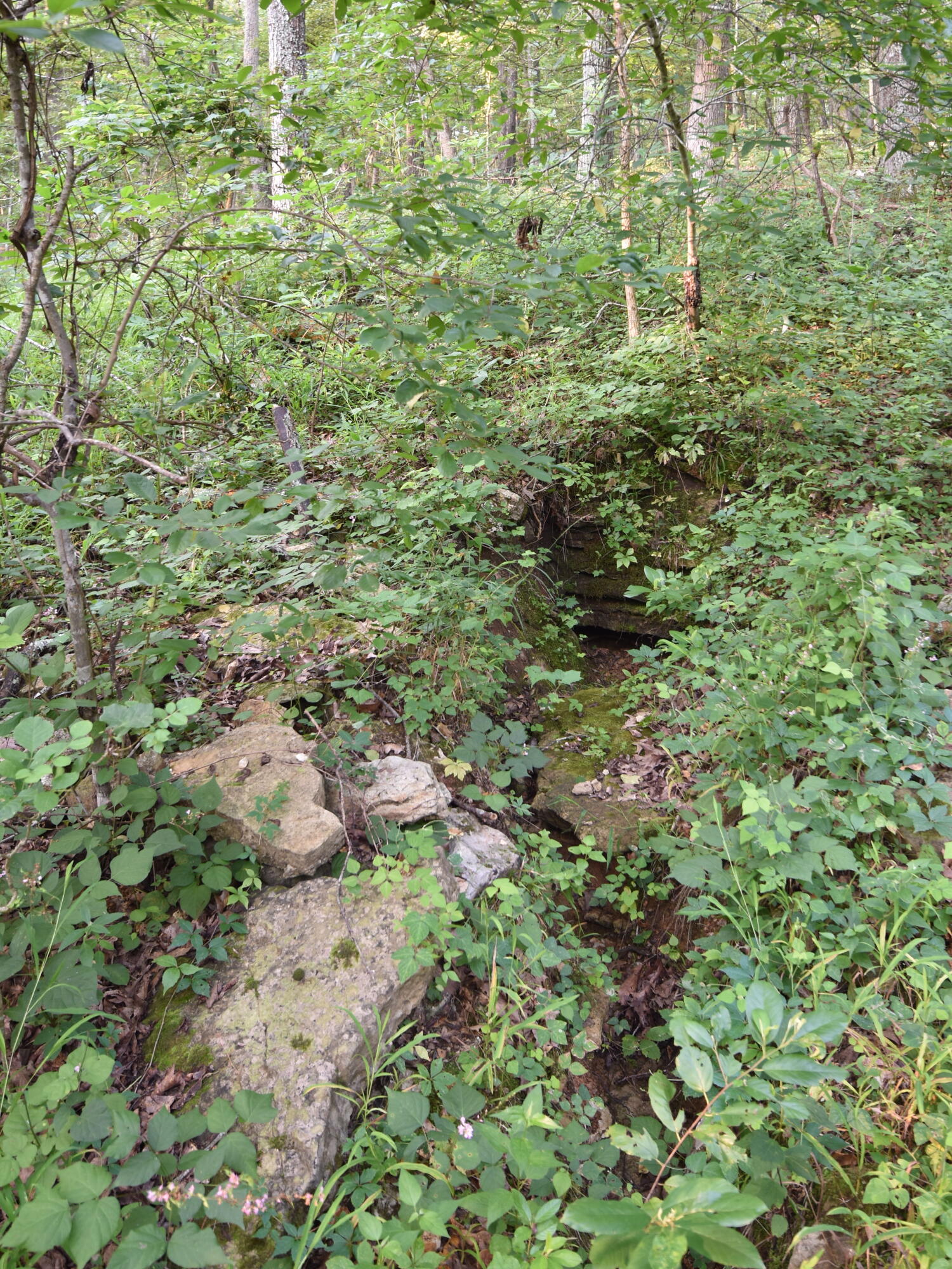 Photo 11 - Land for sale – 000  Highway Y   Elk Creek, MO