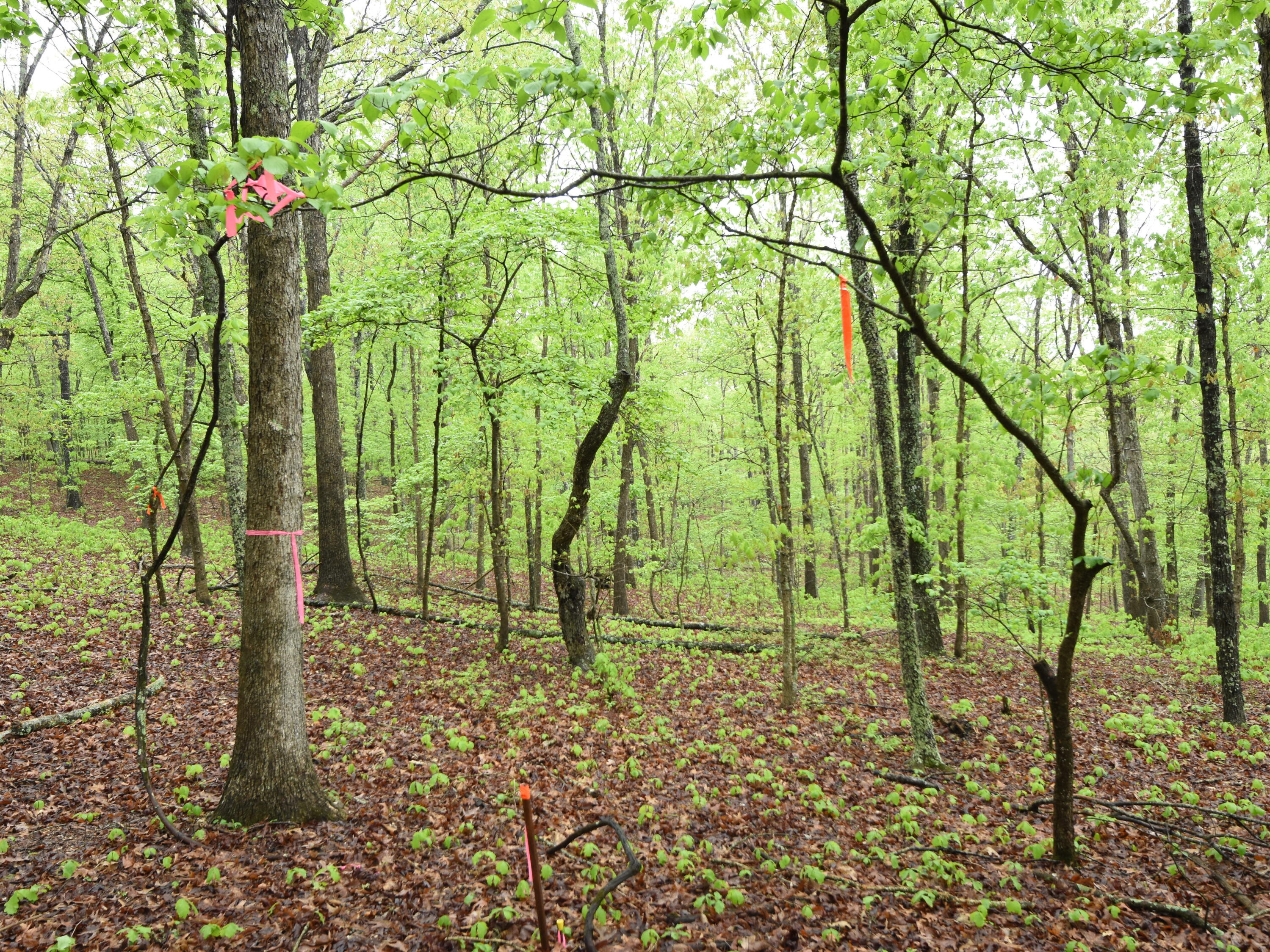 Photo 8 - Land for sale – 000  Highway Y   Elk Creek, MO