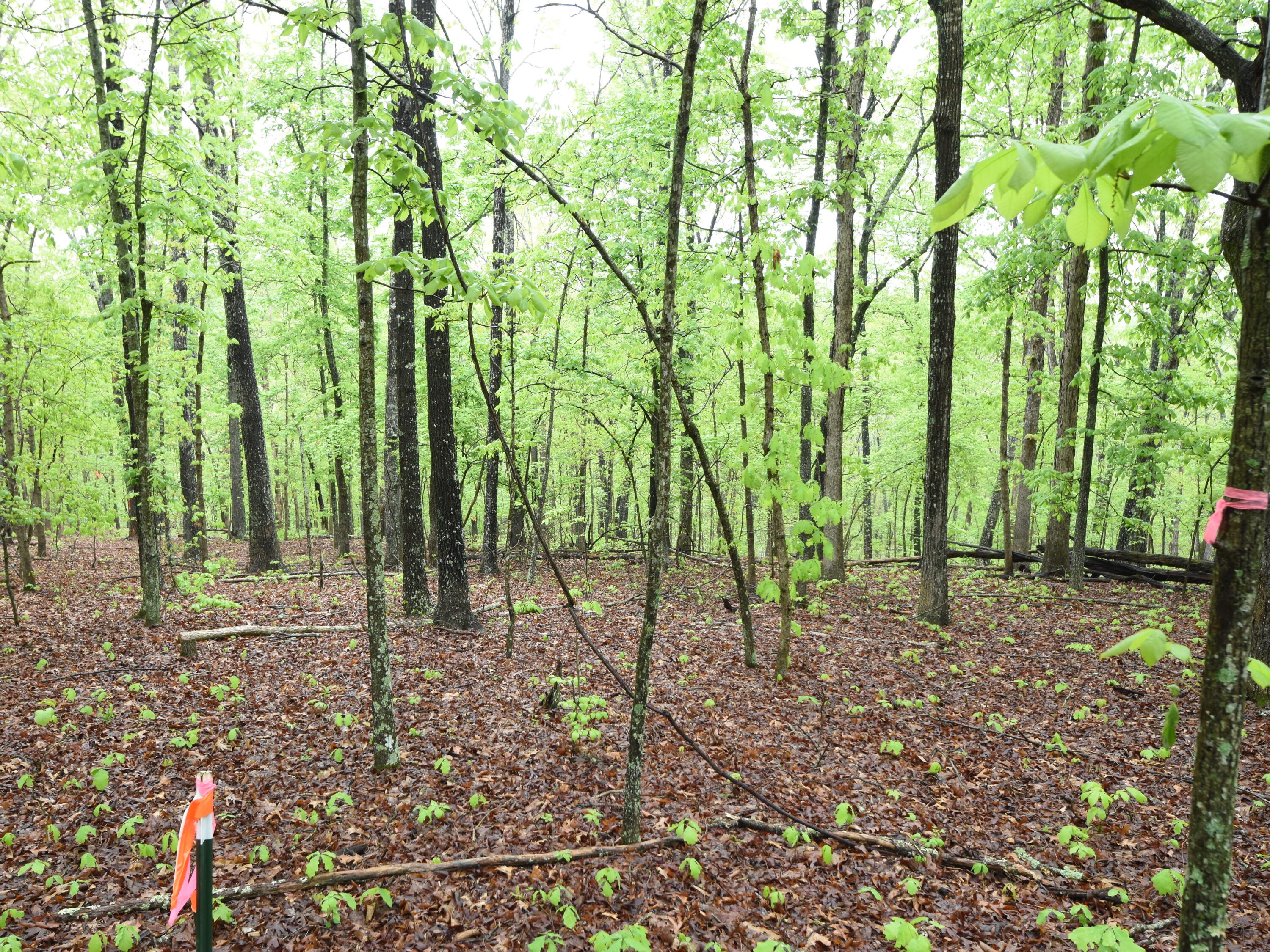 Photo 7 - Land for sale – 000  Highway Y   Elk Creek, MO