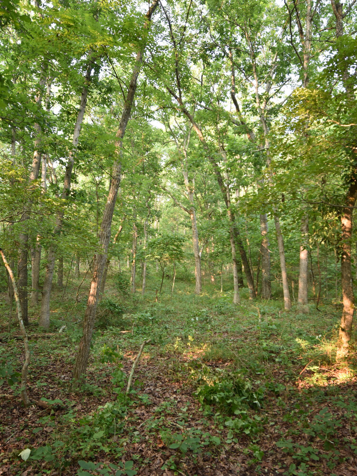 Photo 12 - Land for sale – 000  Highway Y   Elk Creek, MO