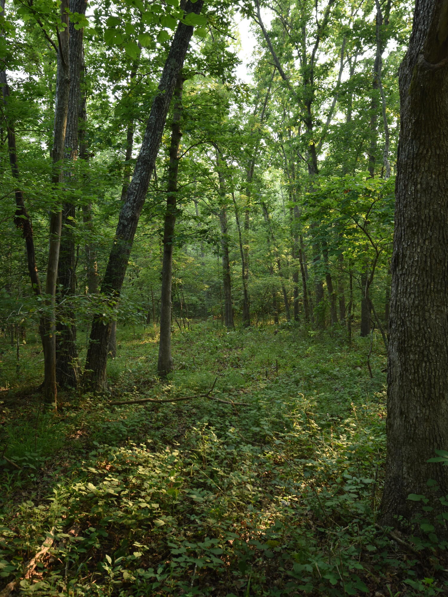 Photo 17 - Land for sale – 000  Highway Y   Elk Creek, MO