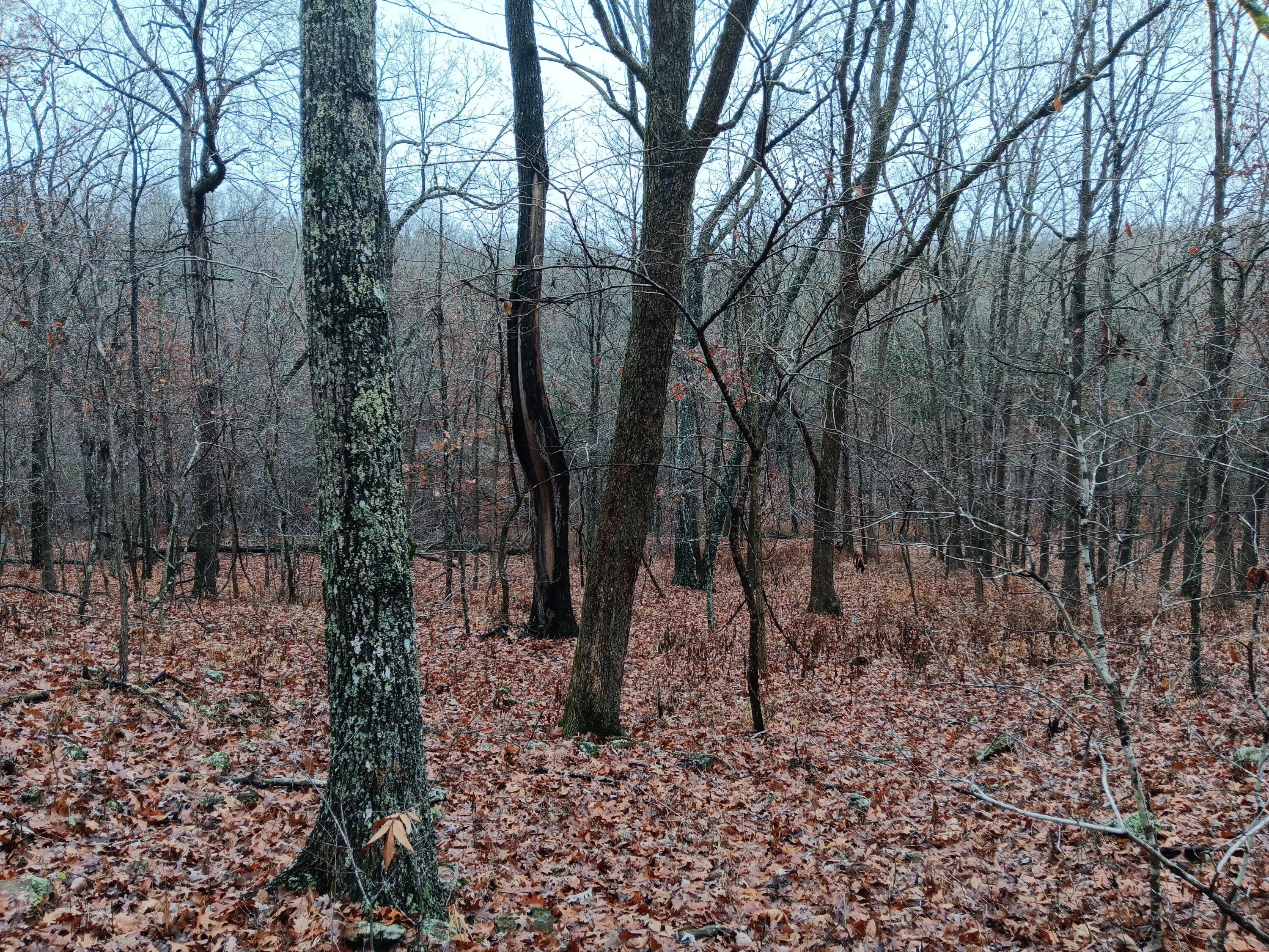 Photo 22 - Land for sale – 000  Highway Y   Elk Creek, MO