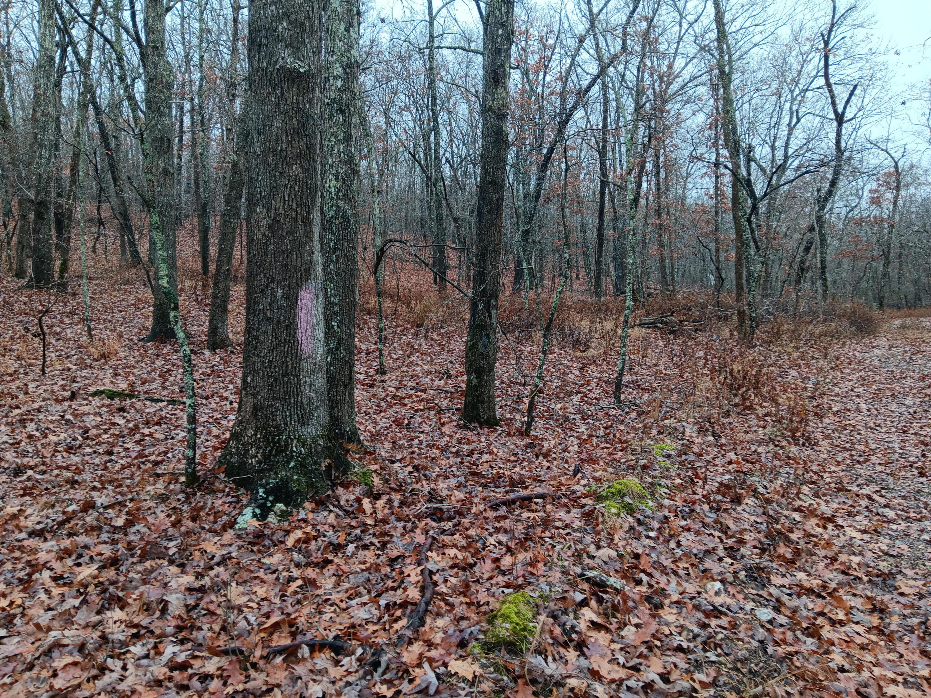 Photo 21 - Land for sale – 000  Highway Y   Elk Creek, MO