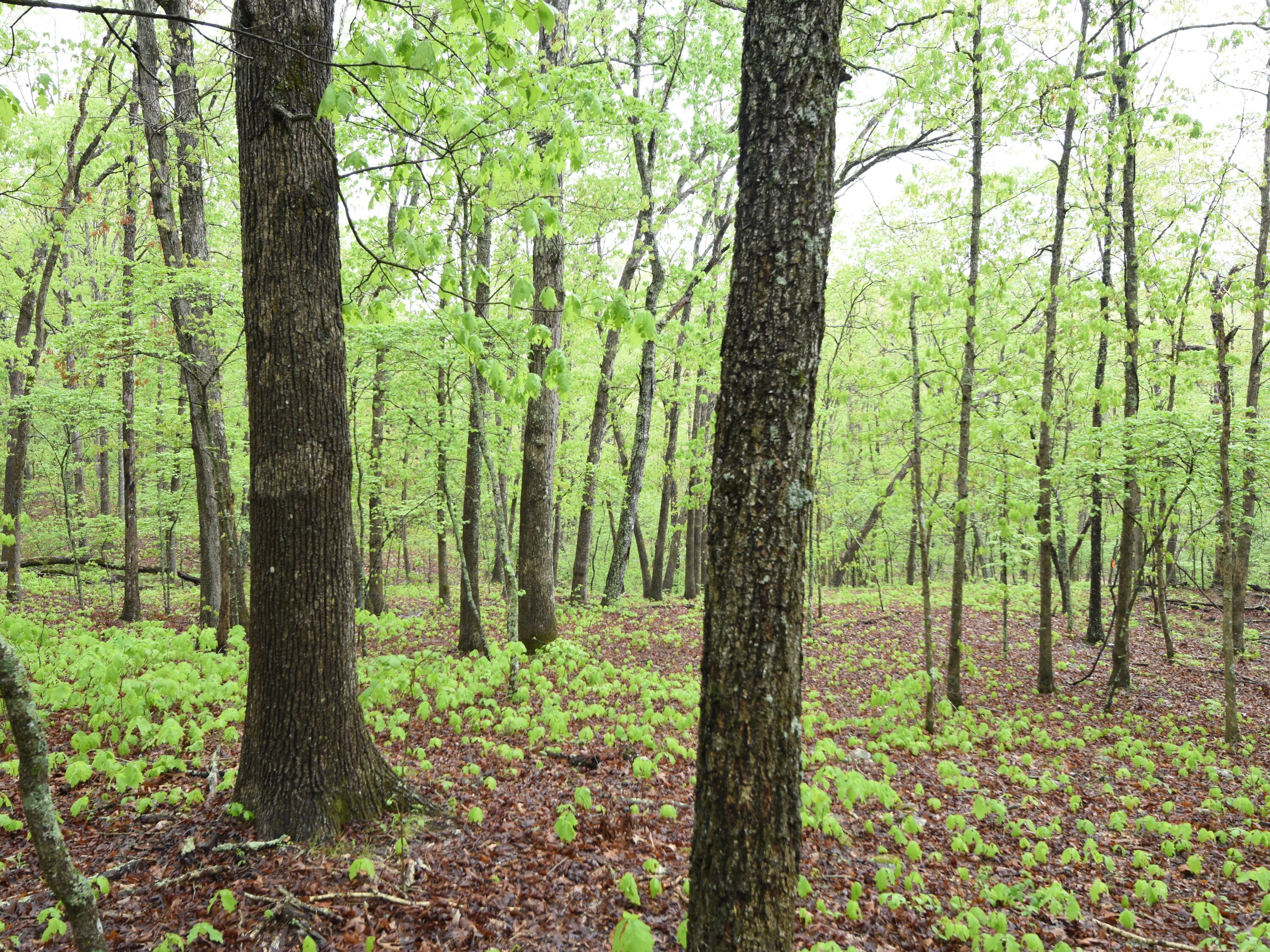 Photo 5 - Land for sale – 000  Highway Y   Elk Creek, MO