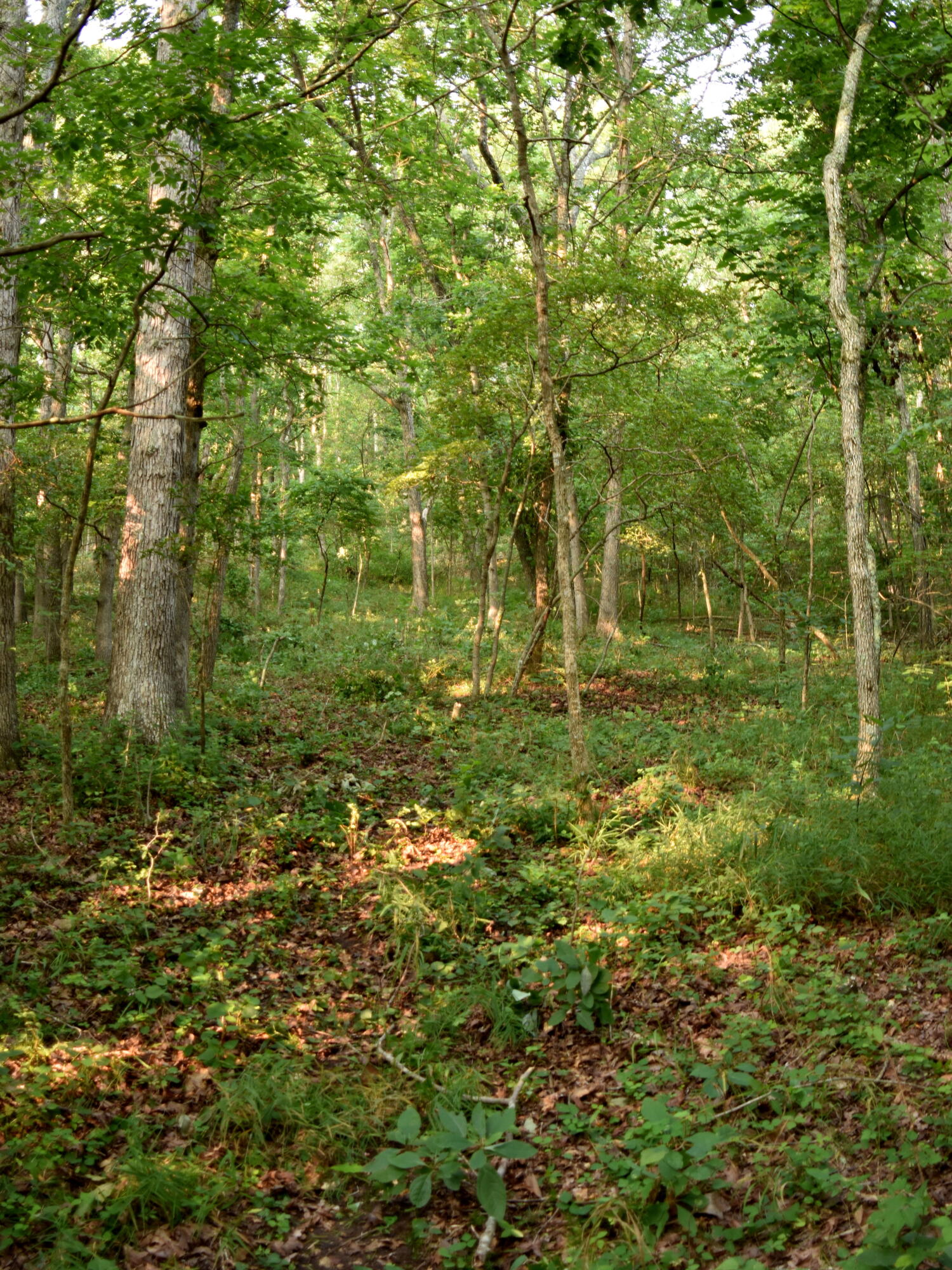 Photo 14 - Land for sale – 000  Highway Y   Elk Creek, MO