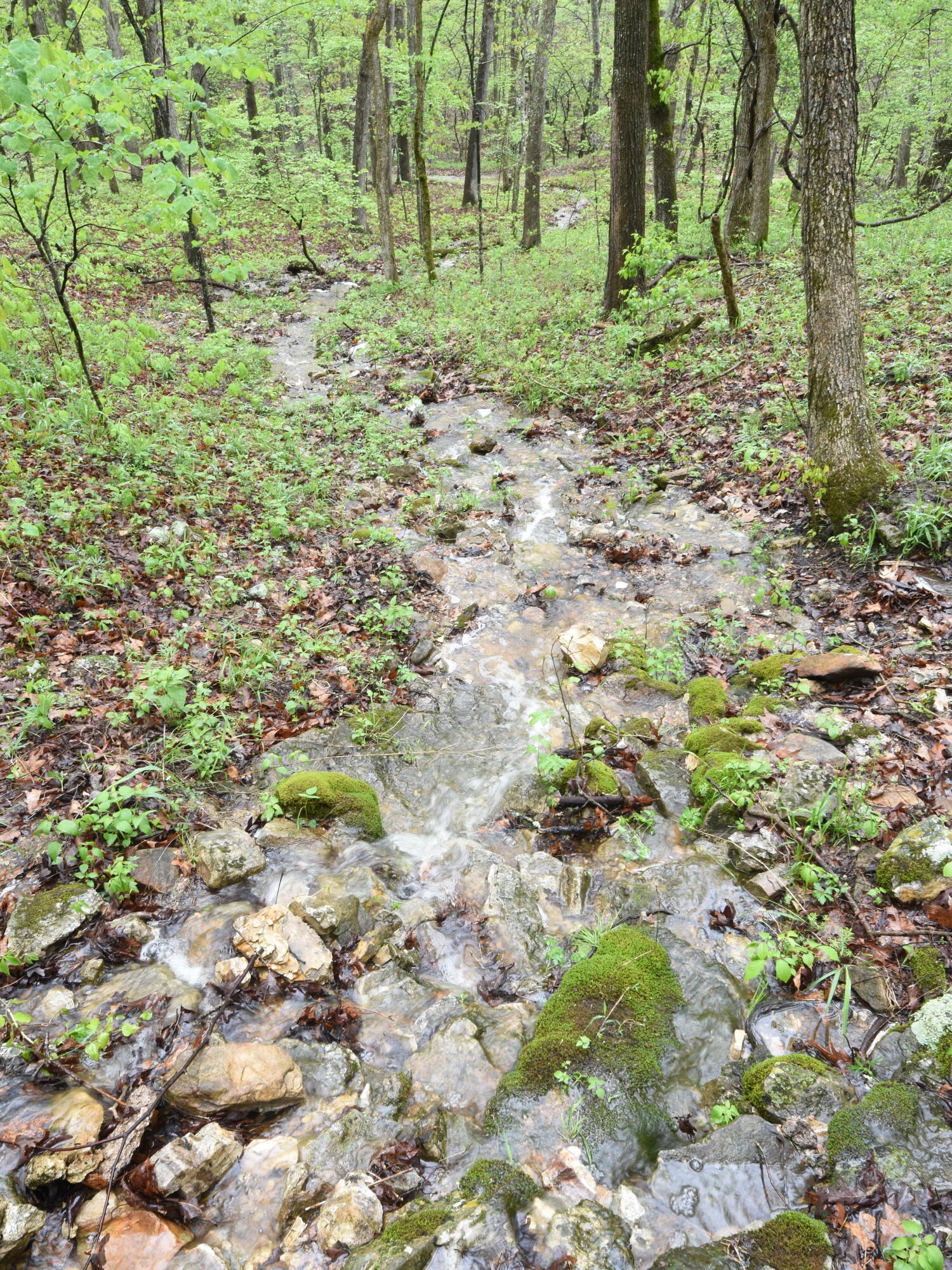 Photo 9 - Land for sale – 000  Highway Y   Elk Creek, MO