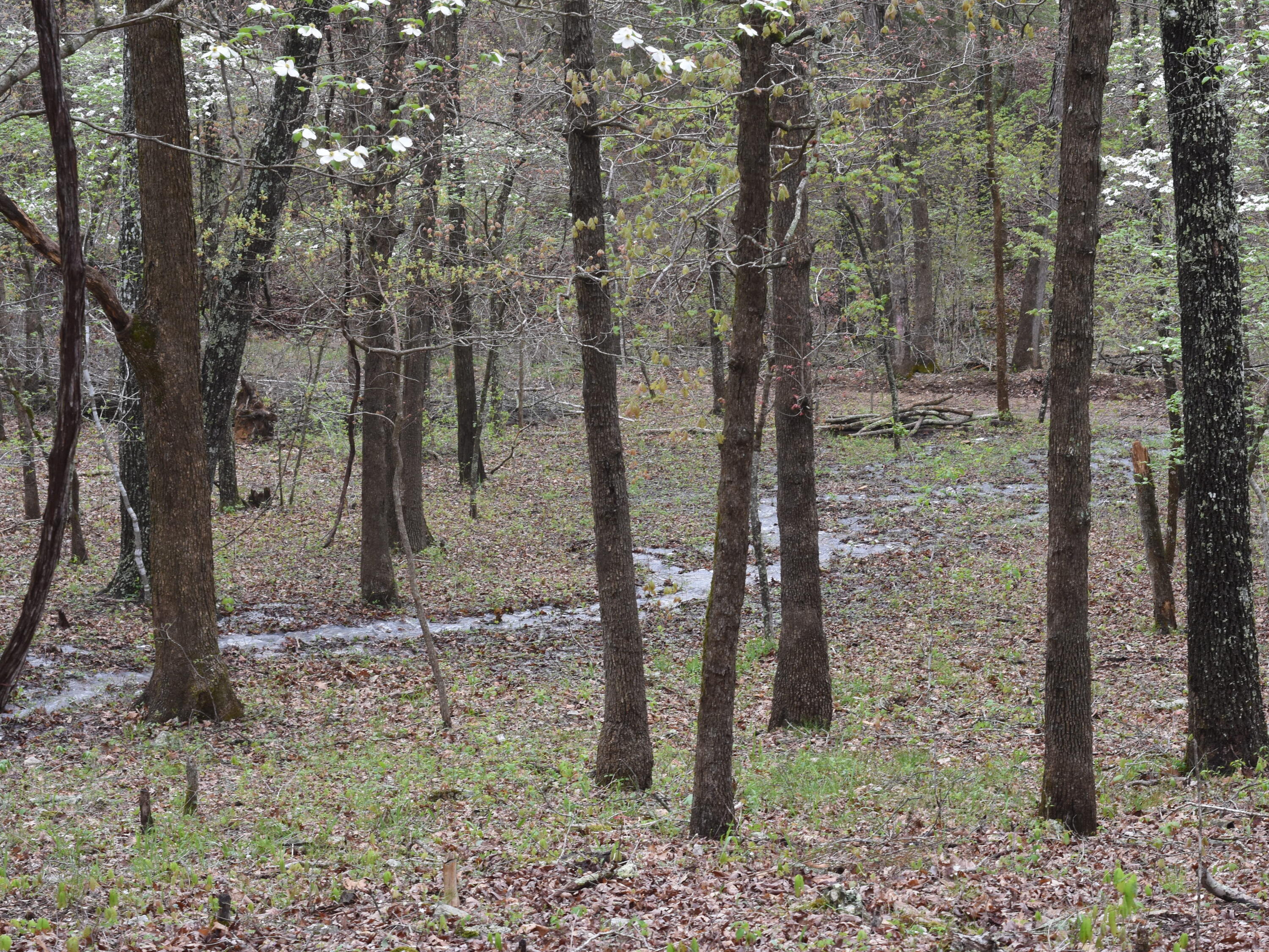 Photo 4 - Land for sale – 000  Highway Y   Elk Creek, MO