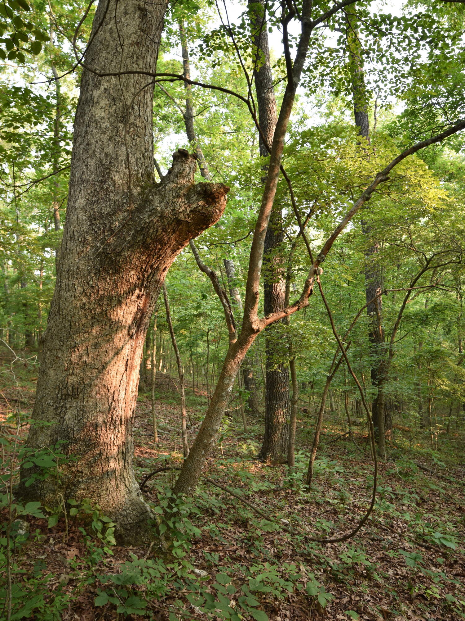 Photo 13 - Land for sale – 000  Highway Y   Elk Creek, MO
