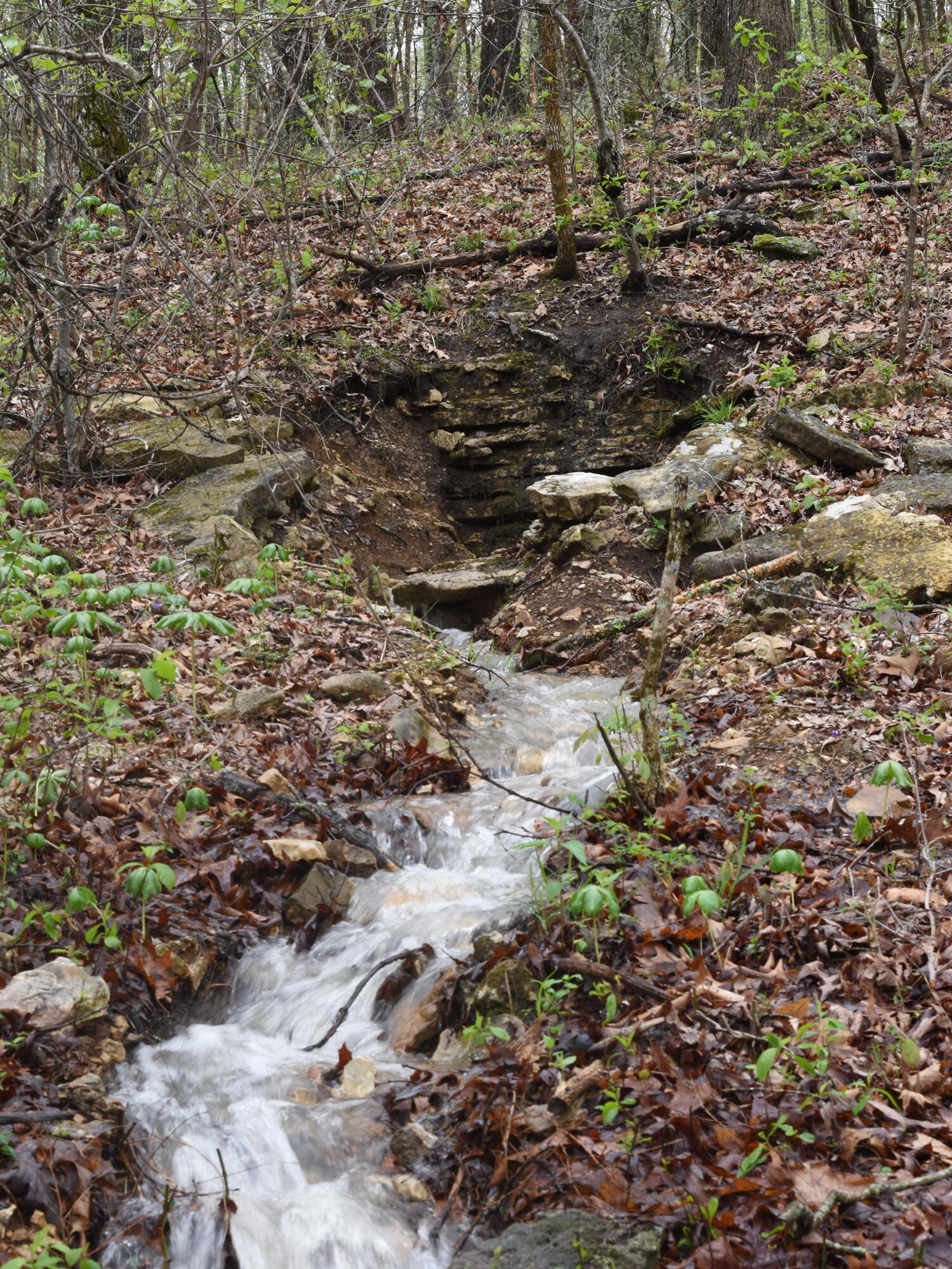Photo 2 - Land for sale – 000  Highway Y   Elk Creek, MO