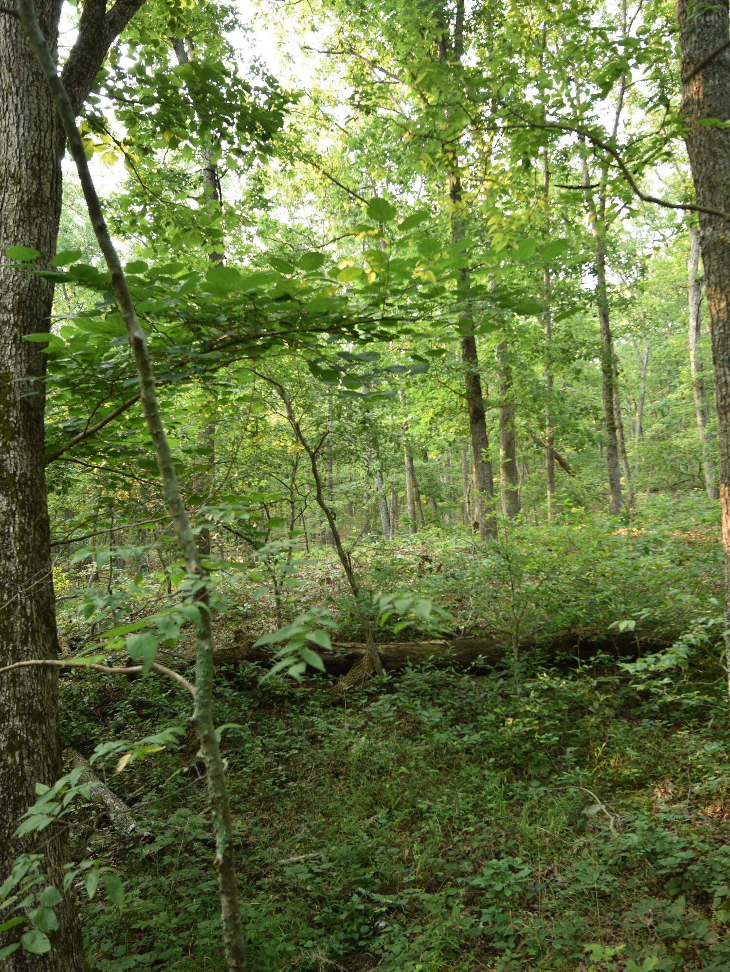 Photo 18 - Land for sale – 000  Highway Y   Elk Creek, MO
