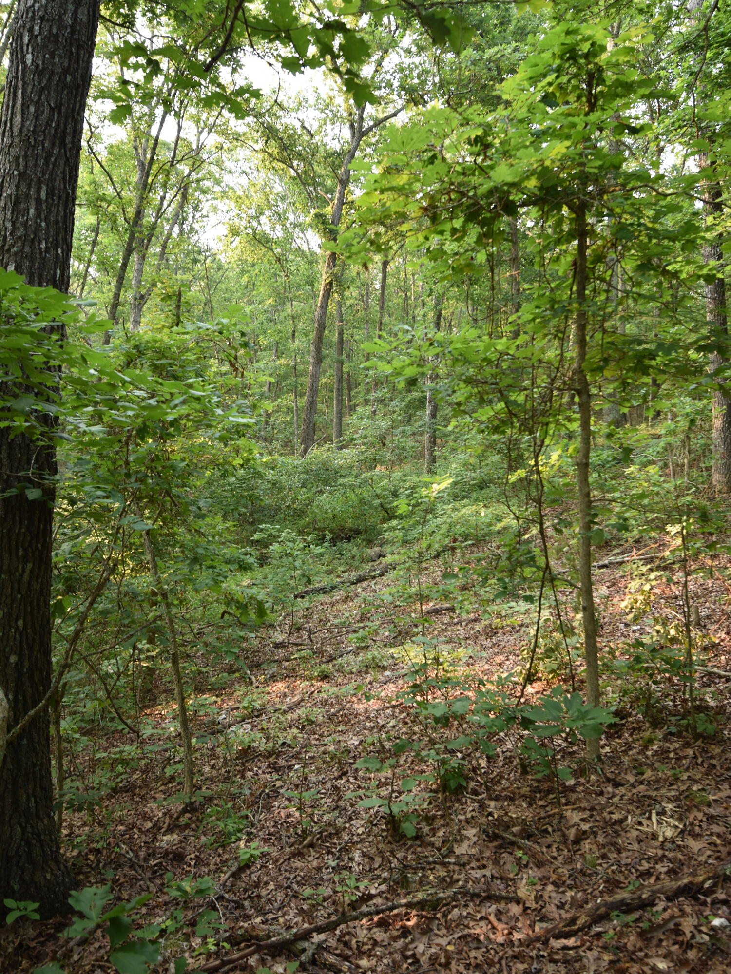 Photo 16 - Land for sale – 000  Highway Y   Elk Creek, MO