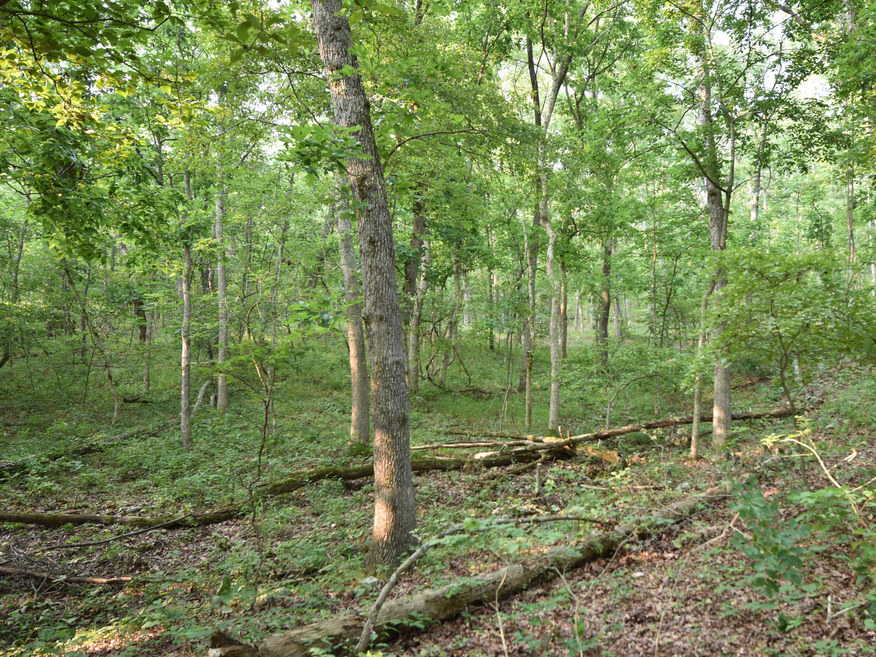 Photo 19 - Land for sale – 000  Highway Y   Elk Creek, MO
