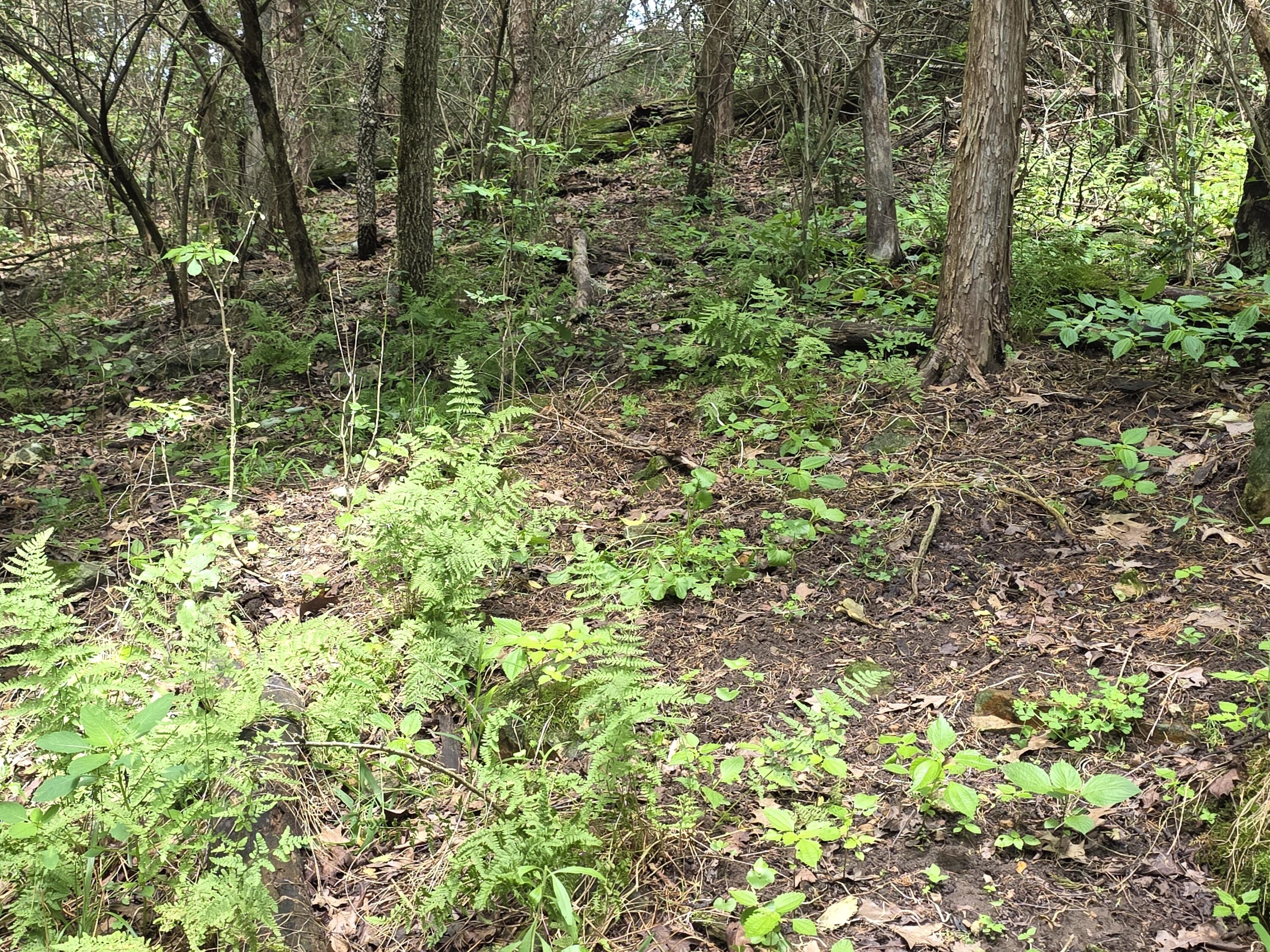 Photo 38 - Residential for sale – 16861  Brushy Creek Road  Houston, MO