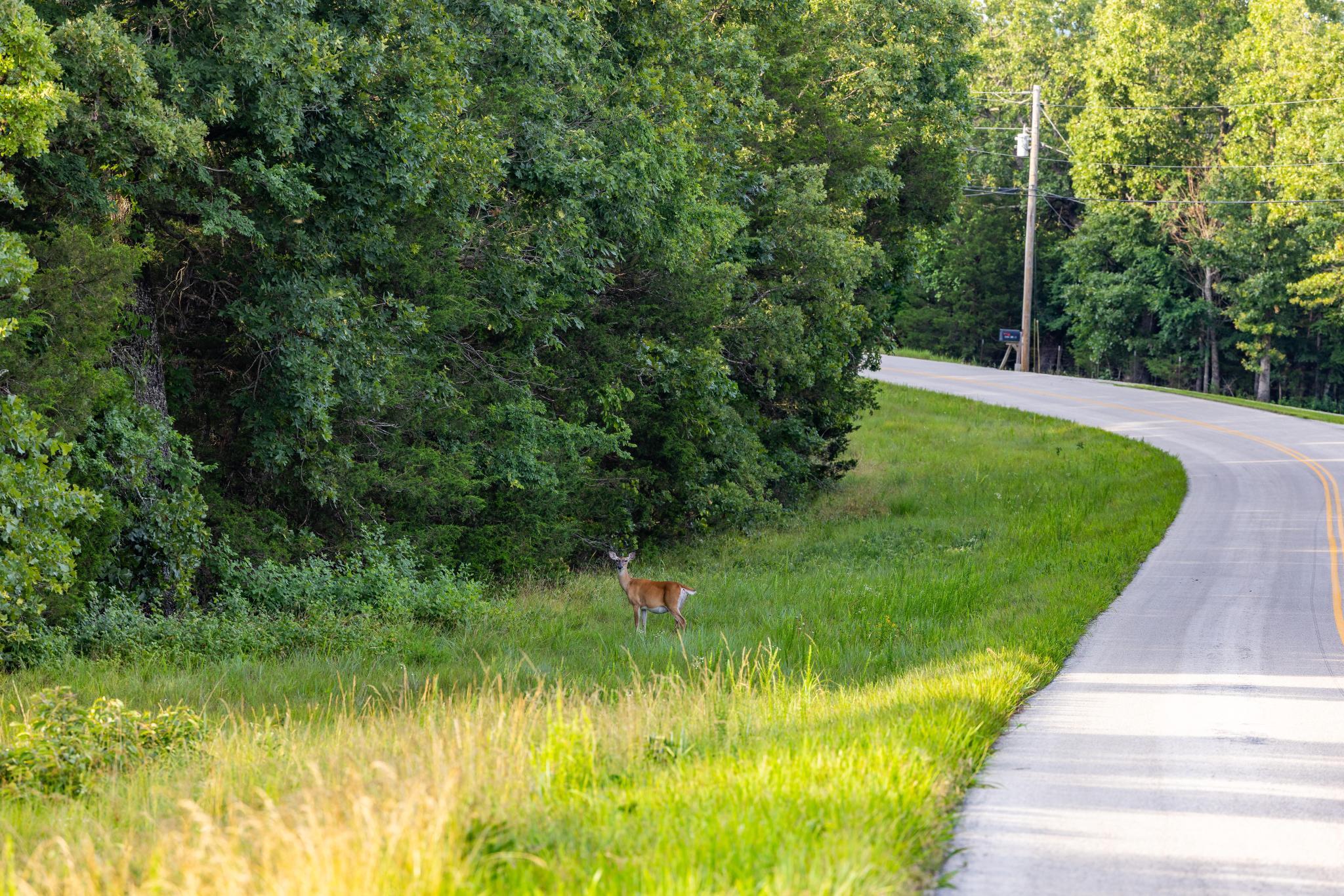 Photo 106 - Land for sale – 225  Cory's Trail   Theodosia, MO