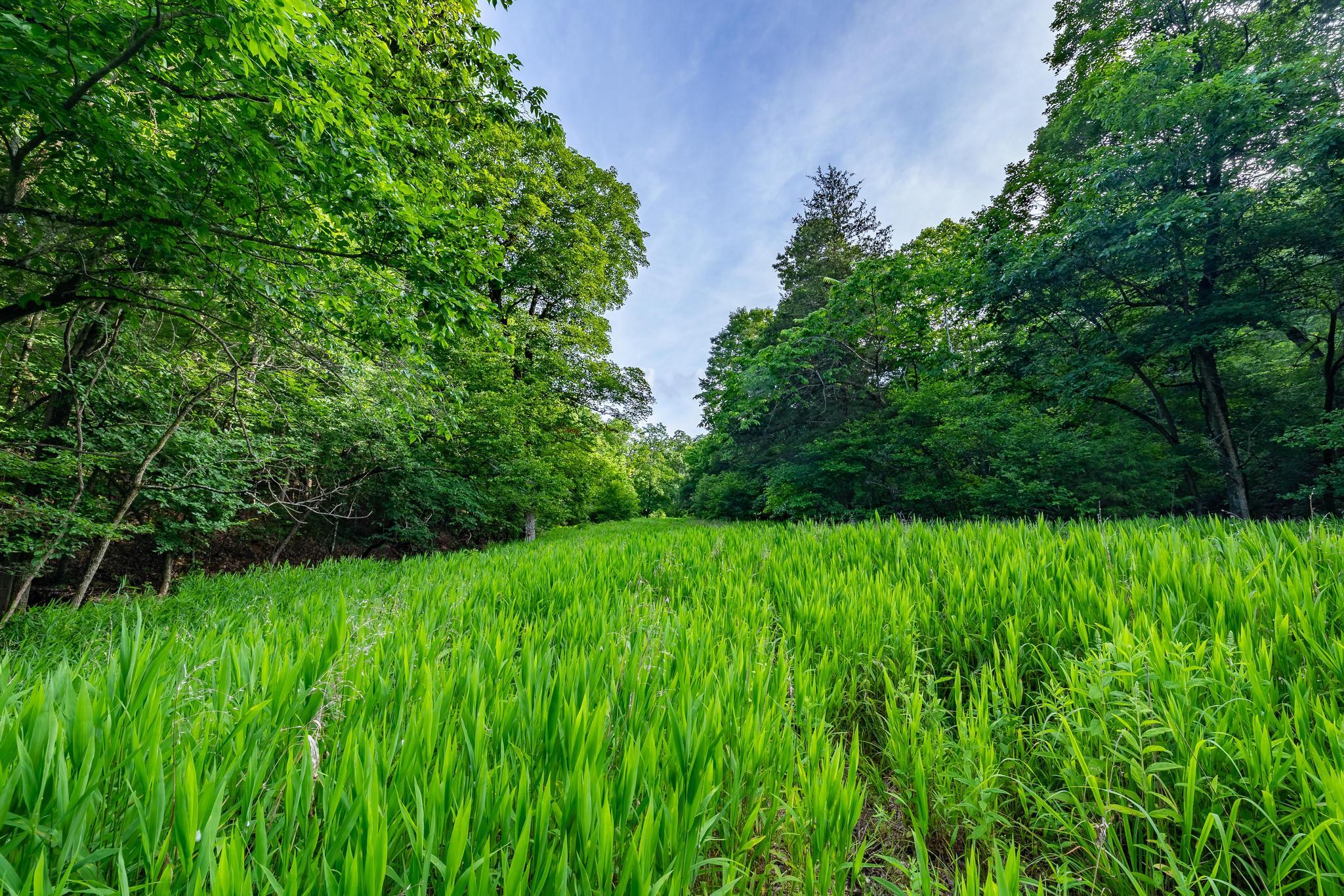 Photo 89 - Land for sale – 225  Cory's Trail   Theodosia, MO