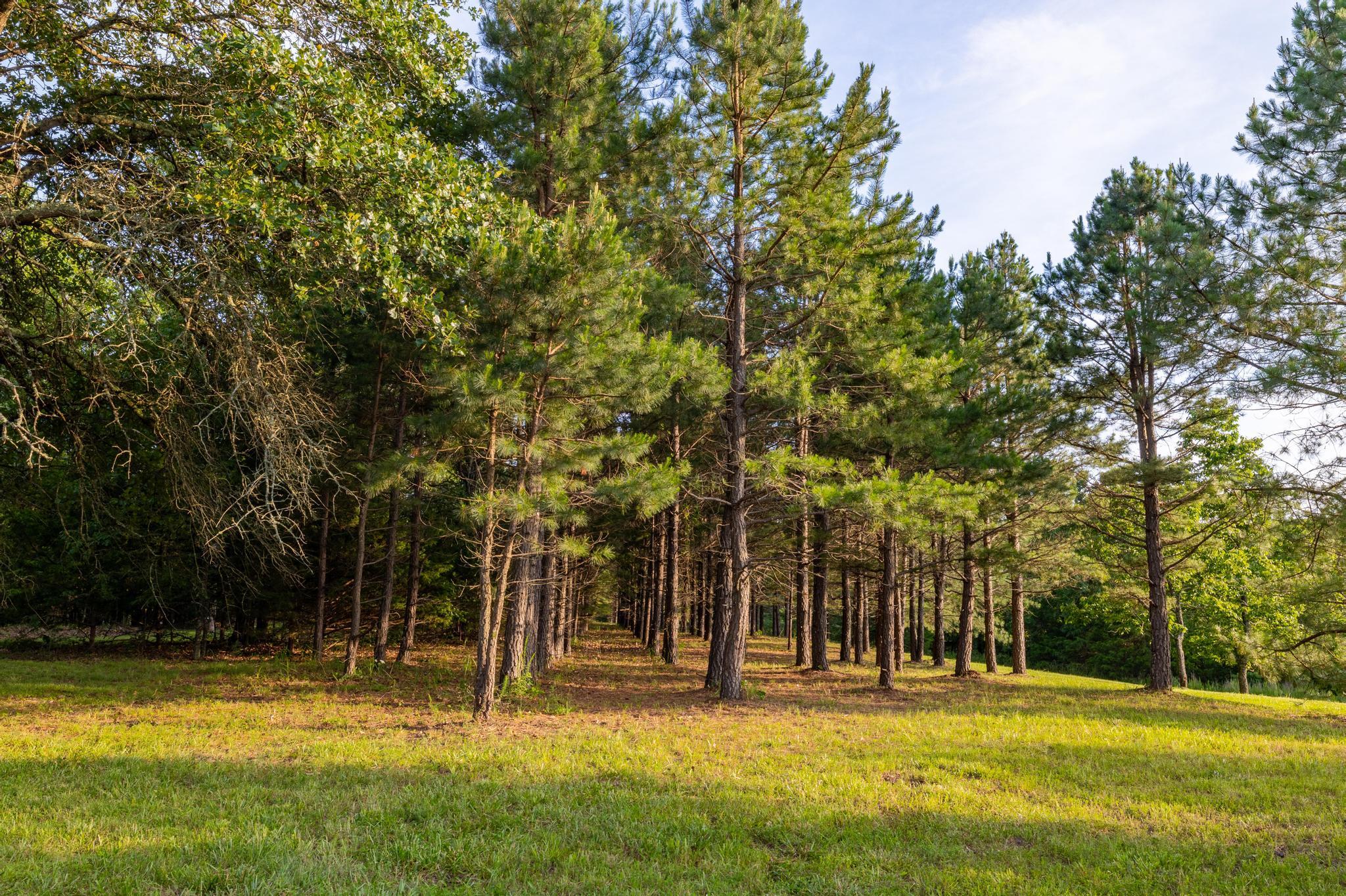 Photo 94 - Land for sale – 225  Cory's Trail   Theodosia, MO