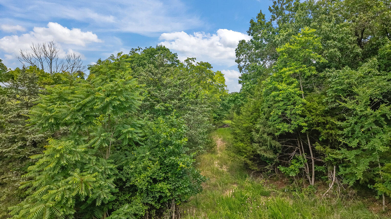 Photo 9 - Land for sale – 000  Green Mountian Drive  Branson, MO