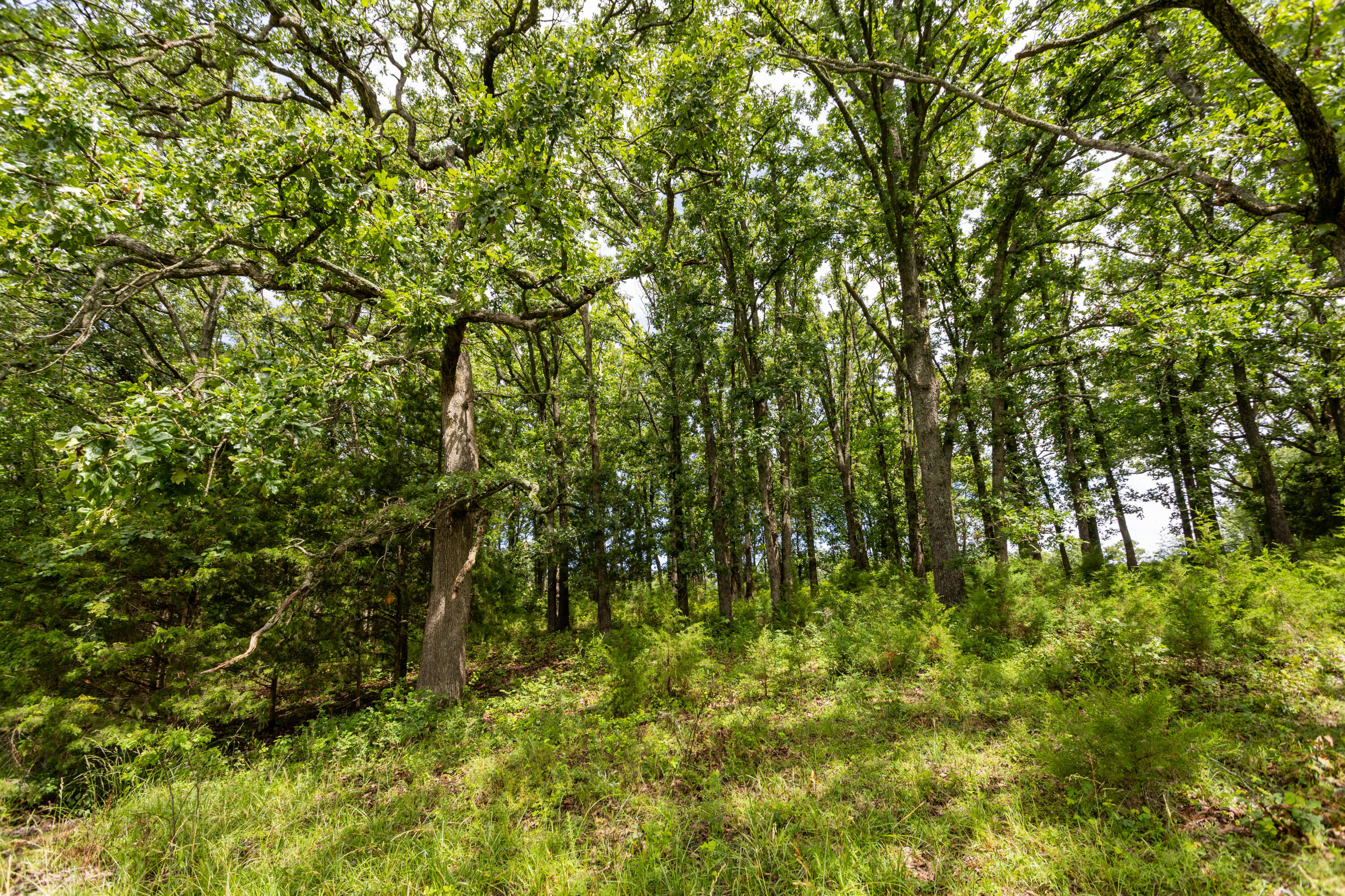 Photo 35 - Land for sale – 00 S 220th Road  Halfway, MO