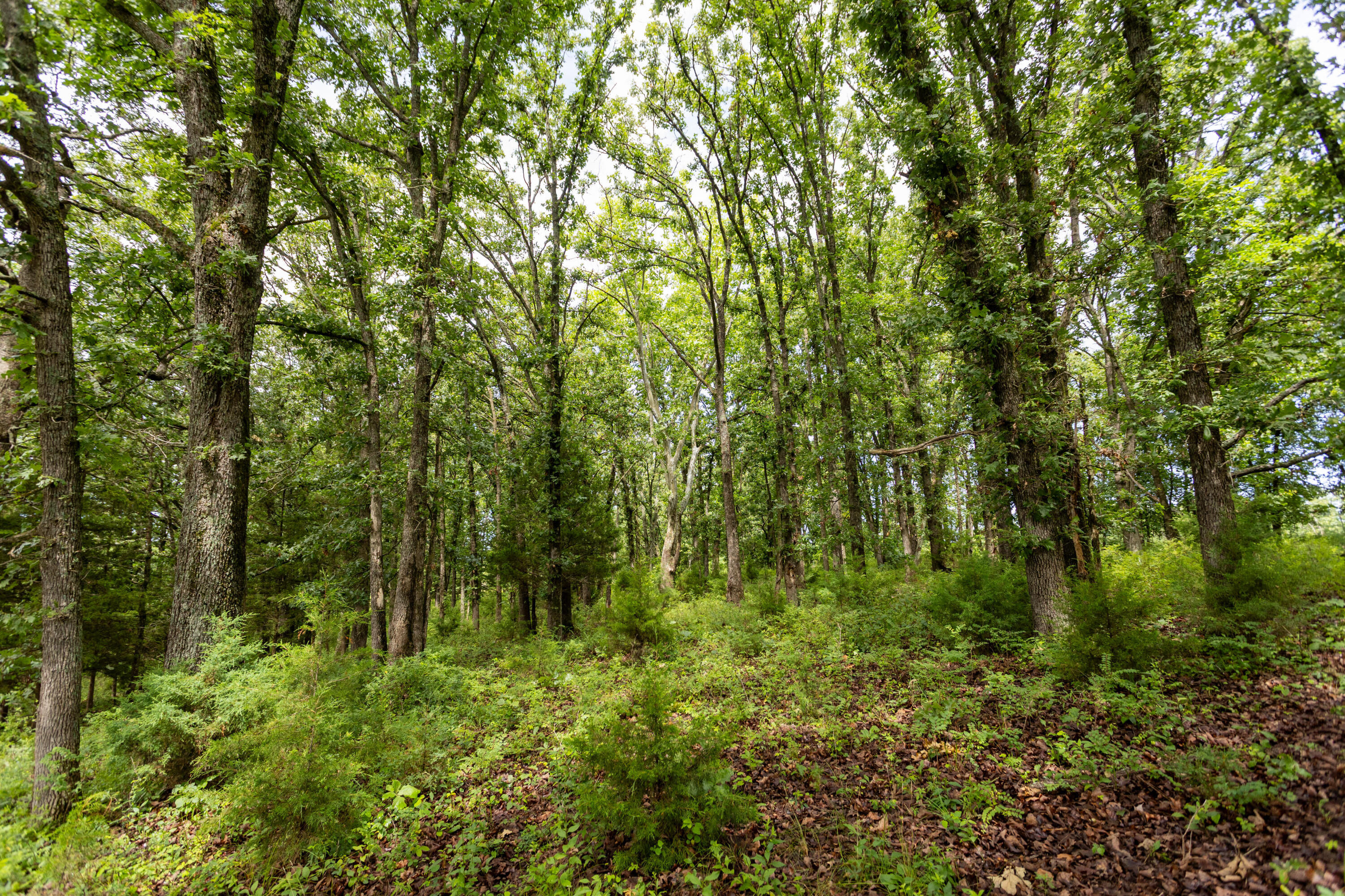 Photo 36 - Land for sale – 00 S 220th Road  Halfway, MO