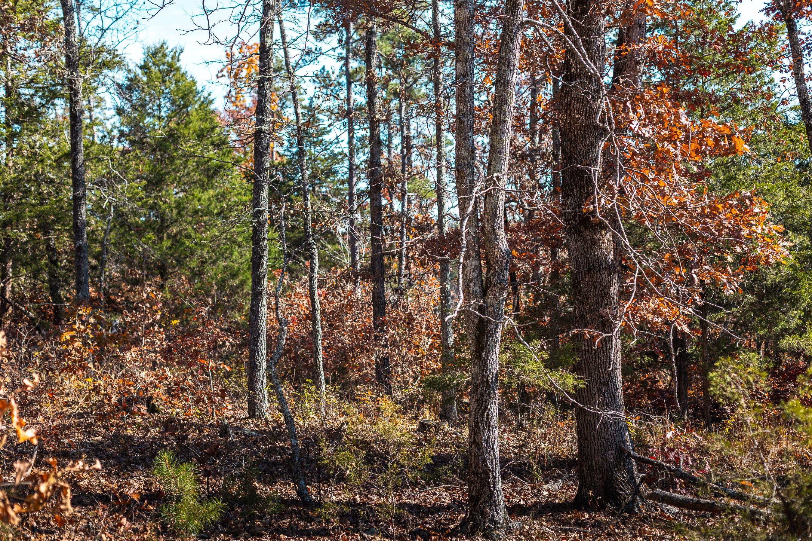 Photo 23 - Land for sale – 15682  Winding Trail  Birch Tree, MO