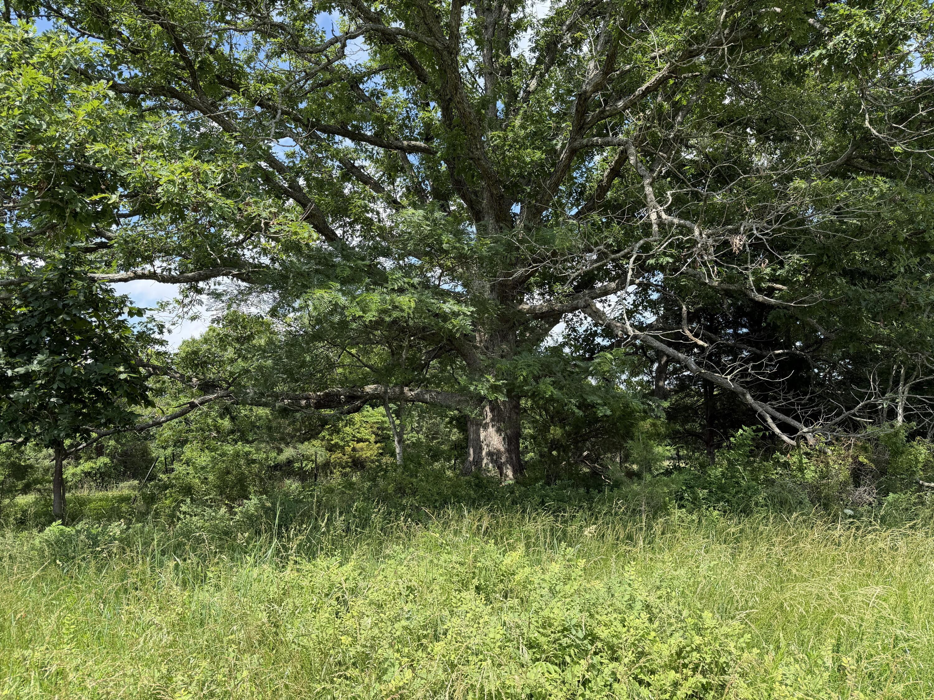 Photo 87 - Farm for sale – 000  Hc66   Sparta, MO