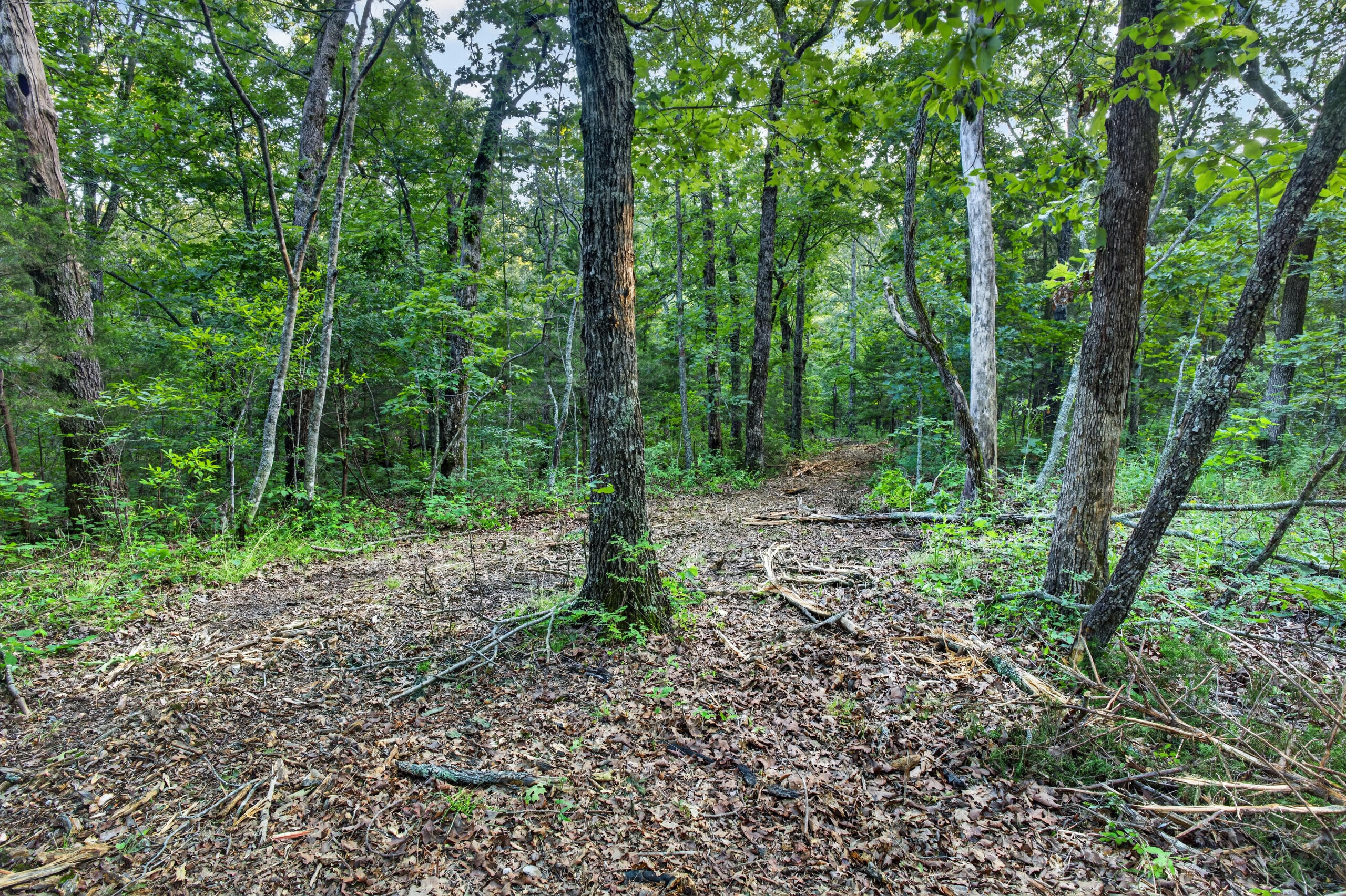 Photo 8 - Land for sale – 003  Cantrell Road  Mansfield, MO
