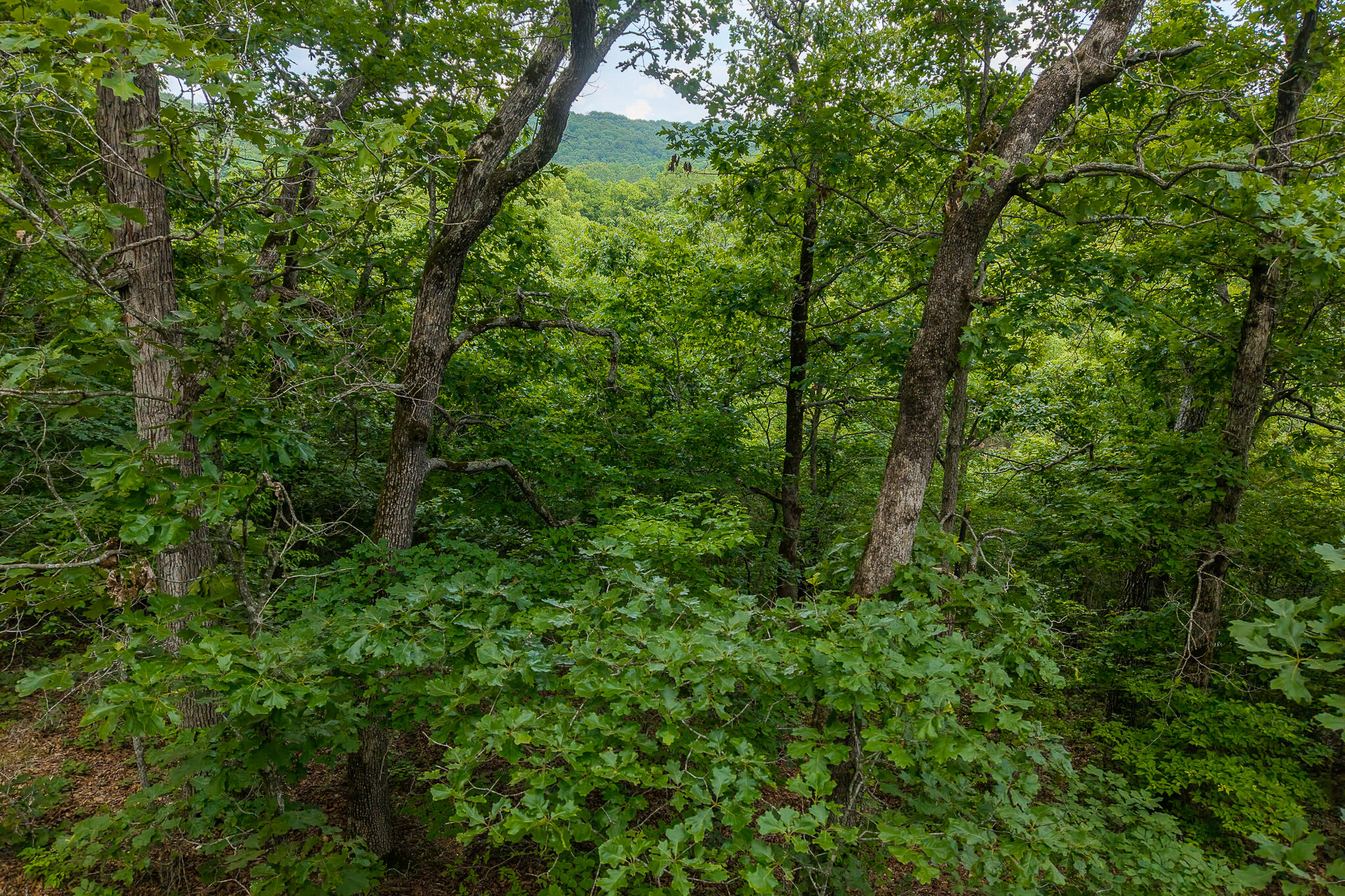Photo 38 - Land for sale – 000  Hoot Owl Trail  Lebanon, MO