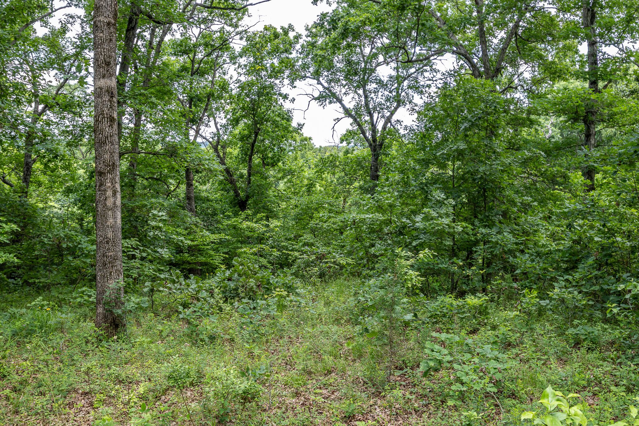 Photo 52 - Land for sale – 000  Hoot Owl Trail  Lebanon, MO