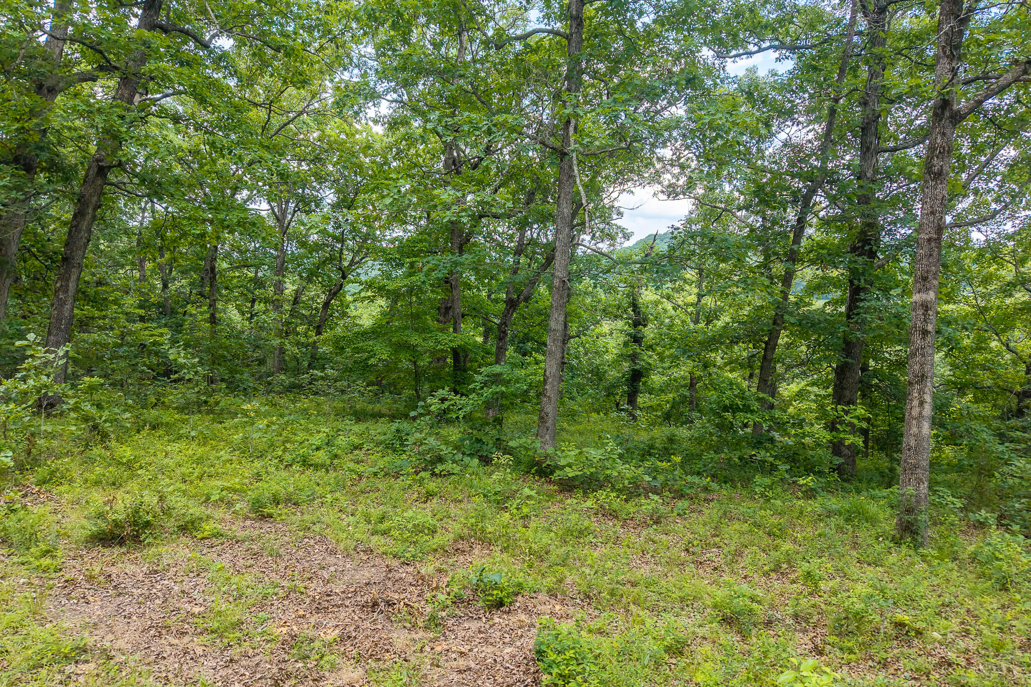 Photo 59 - Land for sale – 000  Hoot Owl Trail  Lebanon, MO