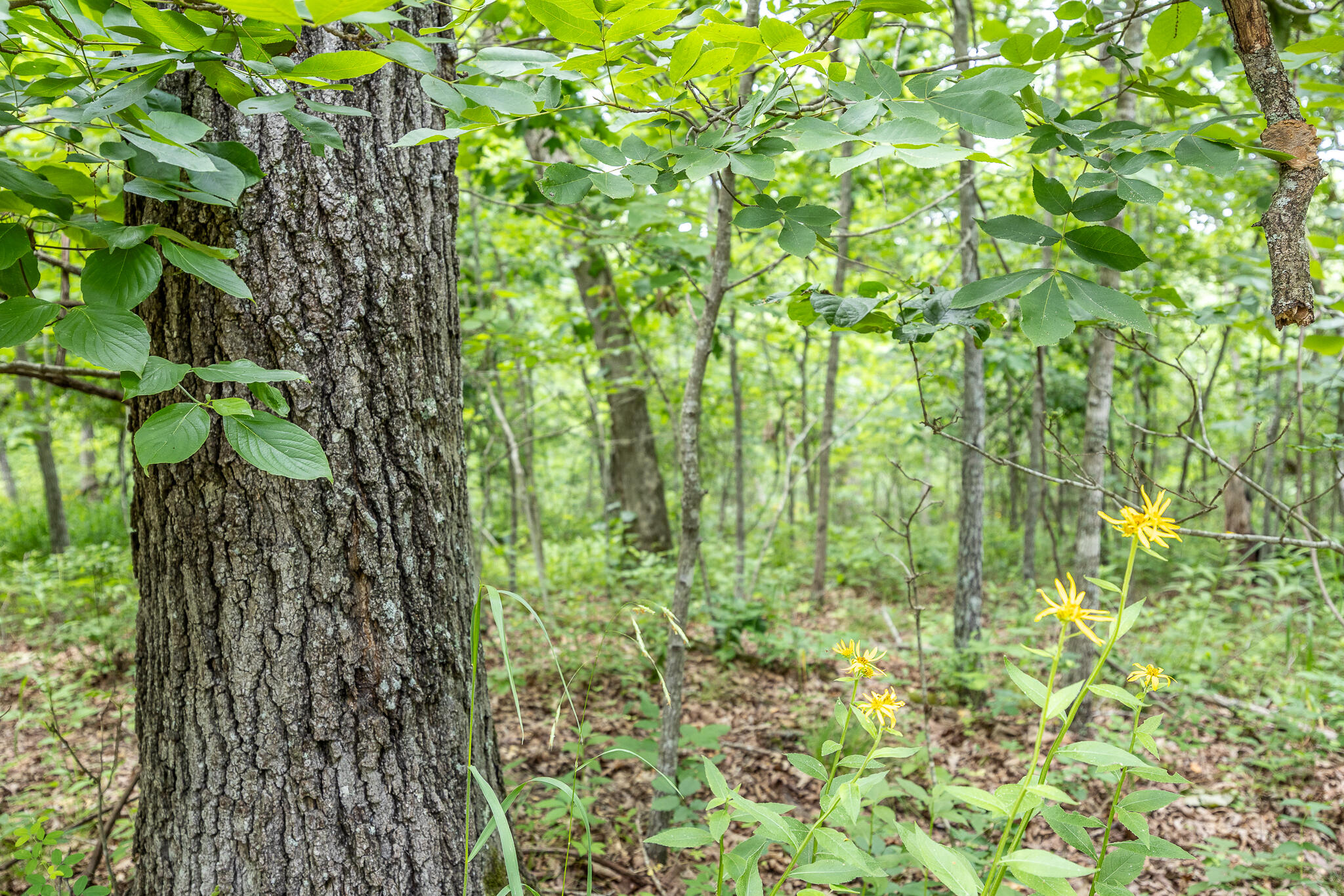 Photo 55 - Land for sale – 000  Hoot Owl Trail  Lebanon, MO