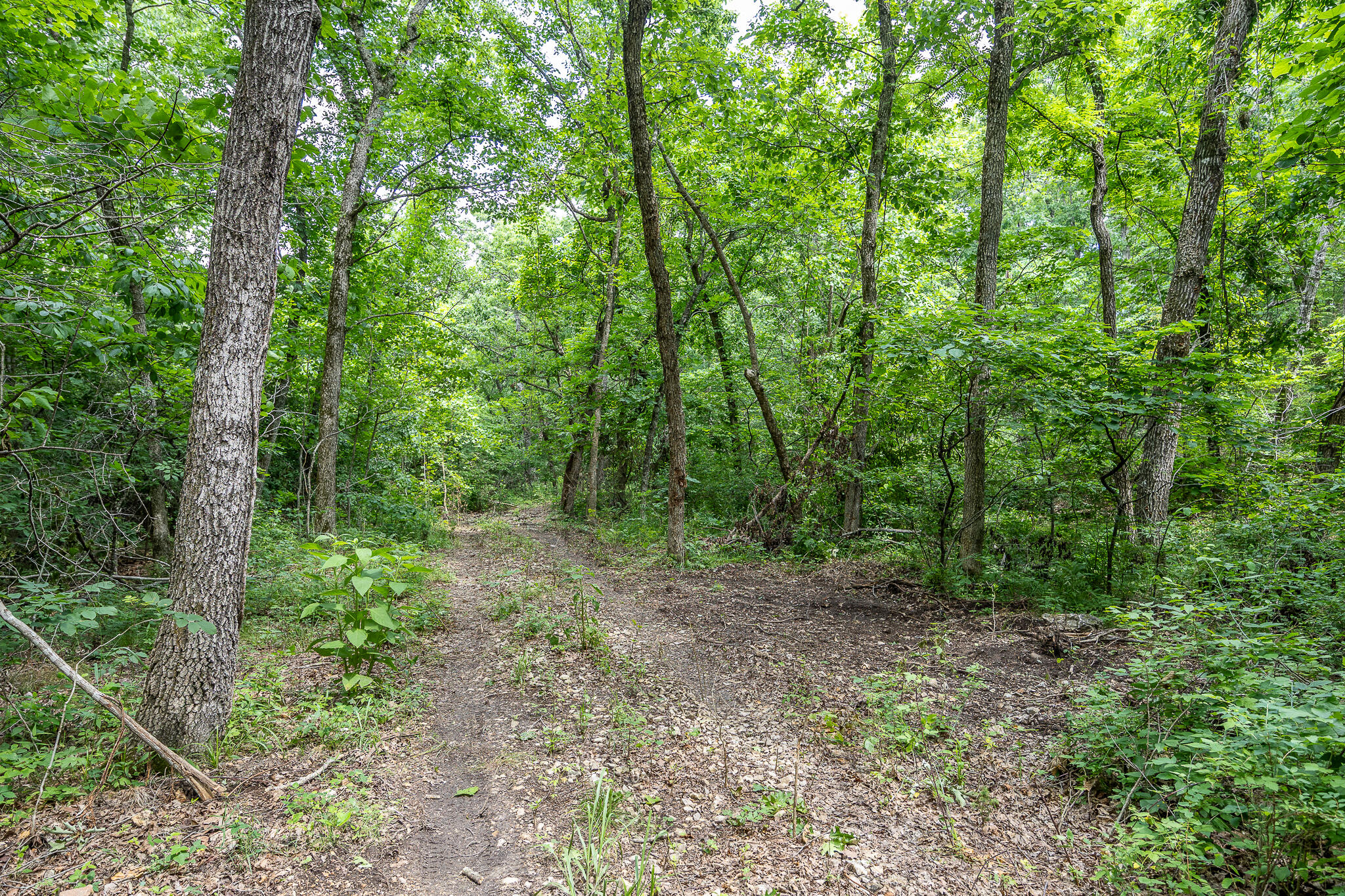 Photo 43 - Land for sale – 000  Hoot Owl Trail  Lebanon, MO