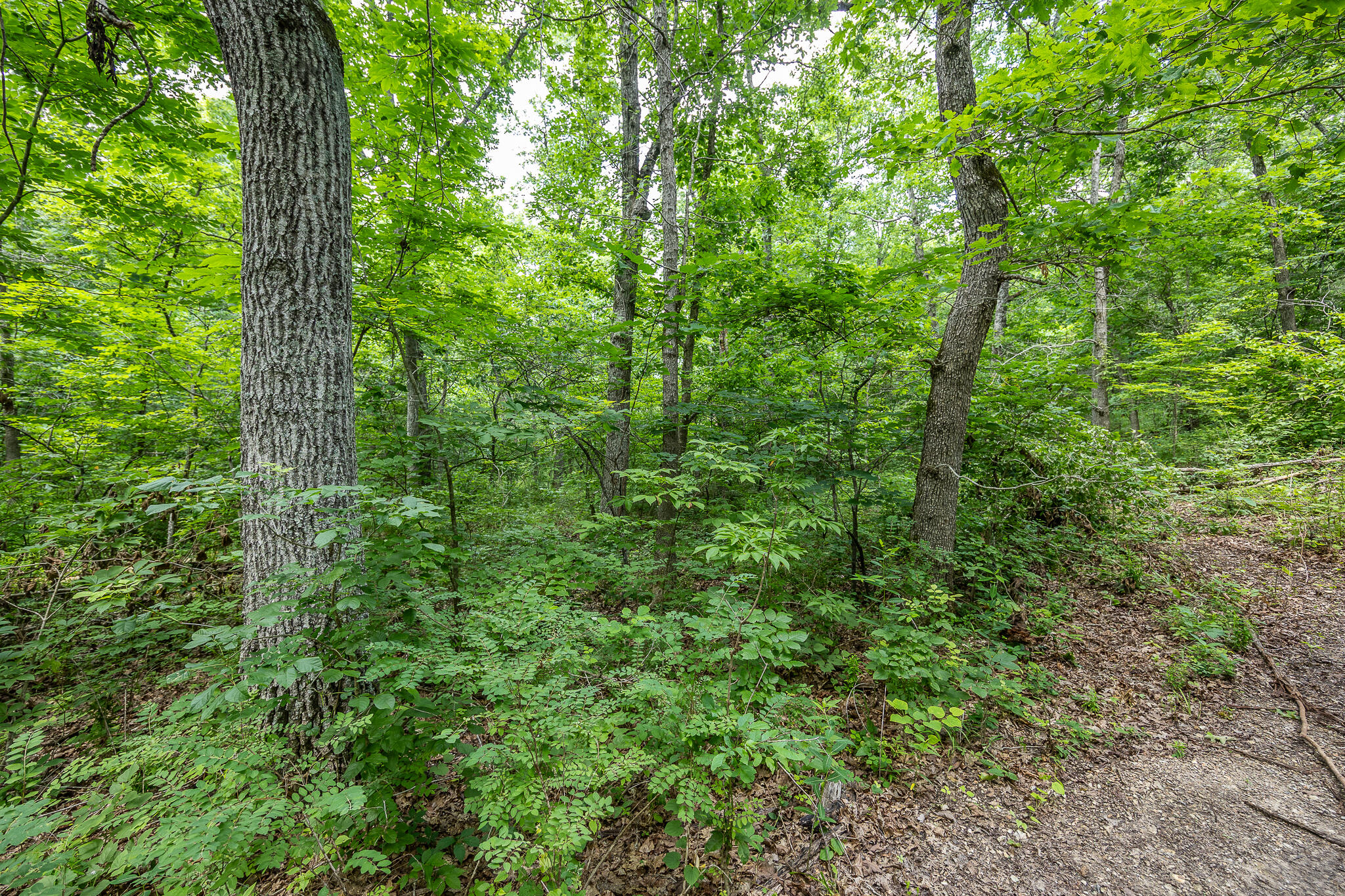 Photo 47 - Land for sale – 000  Hoot Owl Trail  Lebanon, MO