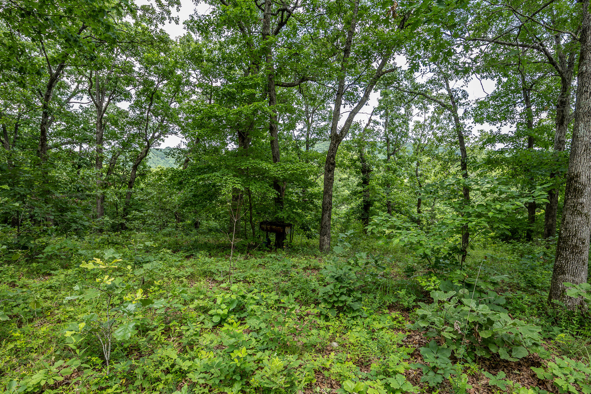 Photo 50 - Land for sale – 000  Hoot Owl Trail  Lebanon, MO