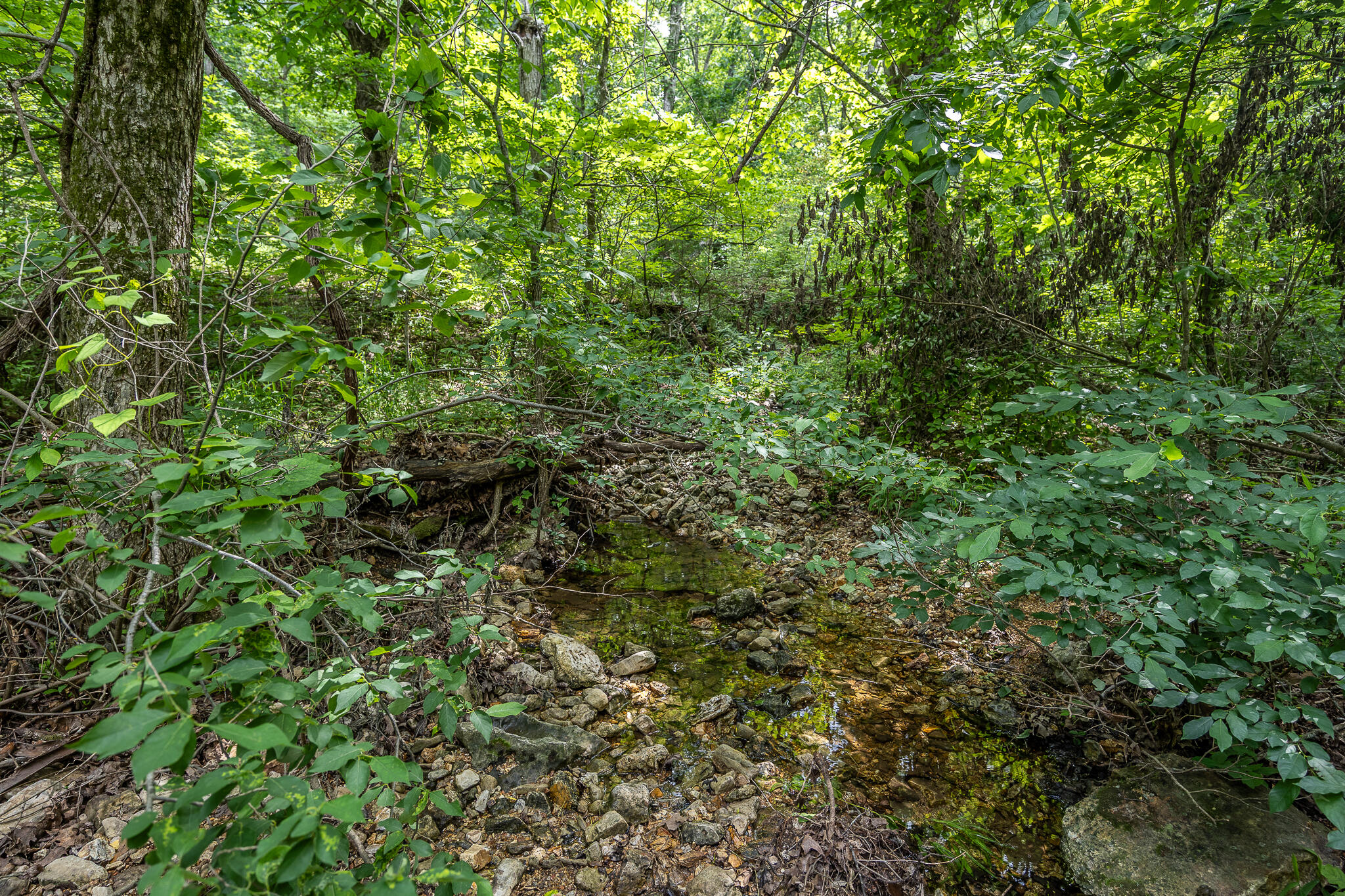 Photo 44 - Land for sale – 000  Hoot Owl Trail  Lebanon, MO