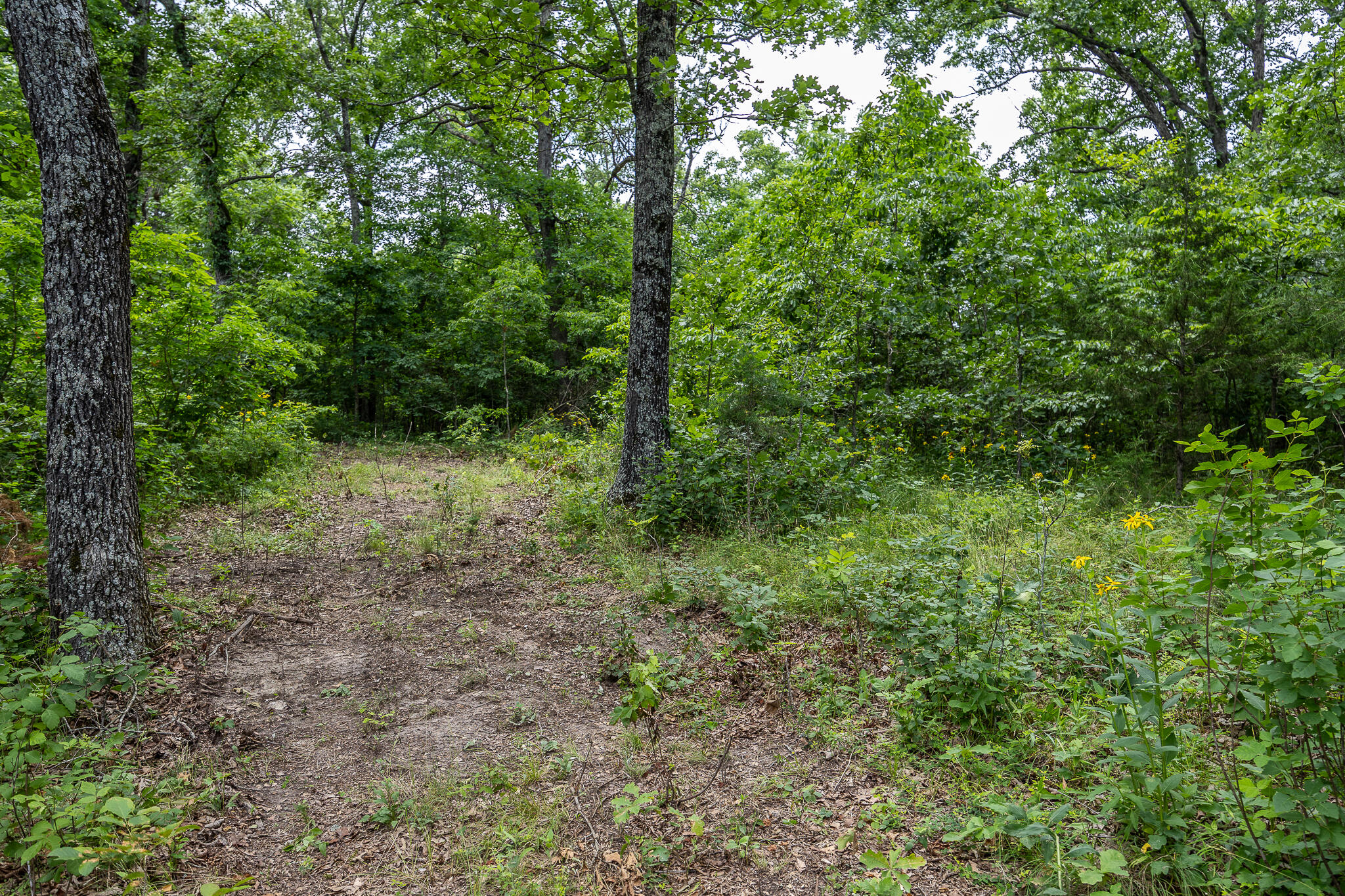 Photo 53 - Land for sale – 000  Hoot Owl Trail  Lebanon, MO