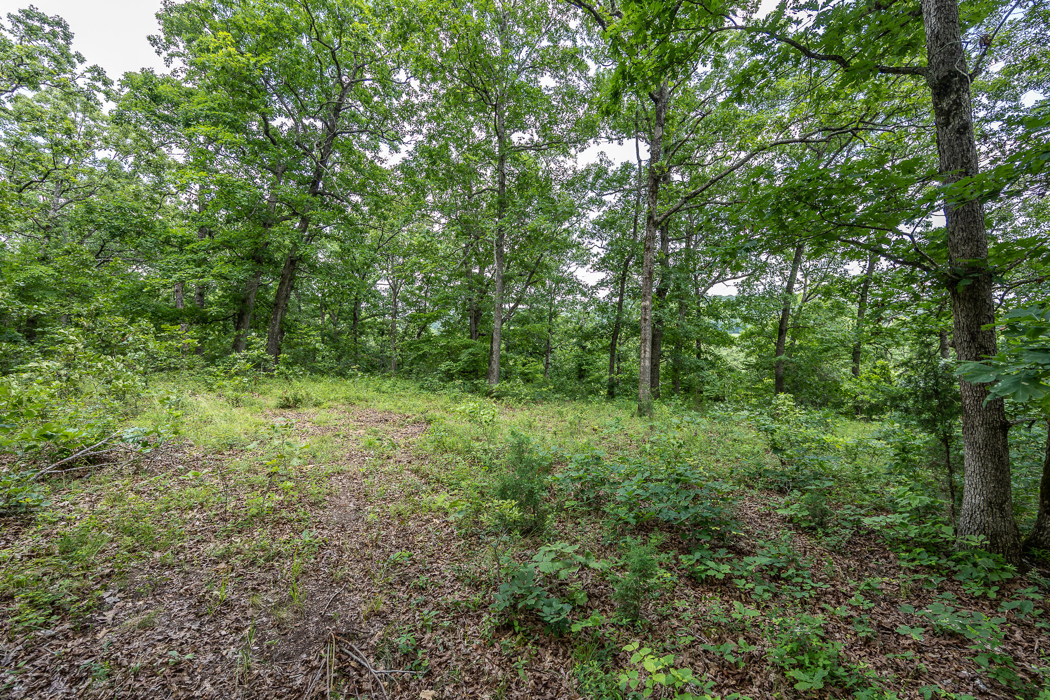Photo 49 - Land for sale – 000  Hoot Owl Trail  Lebanon, MO