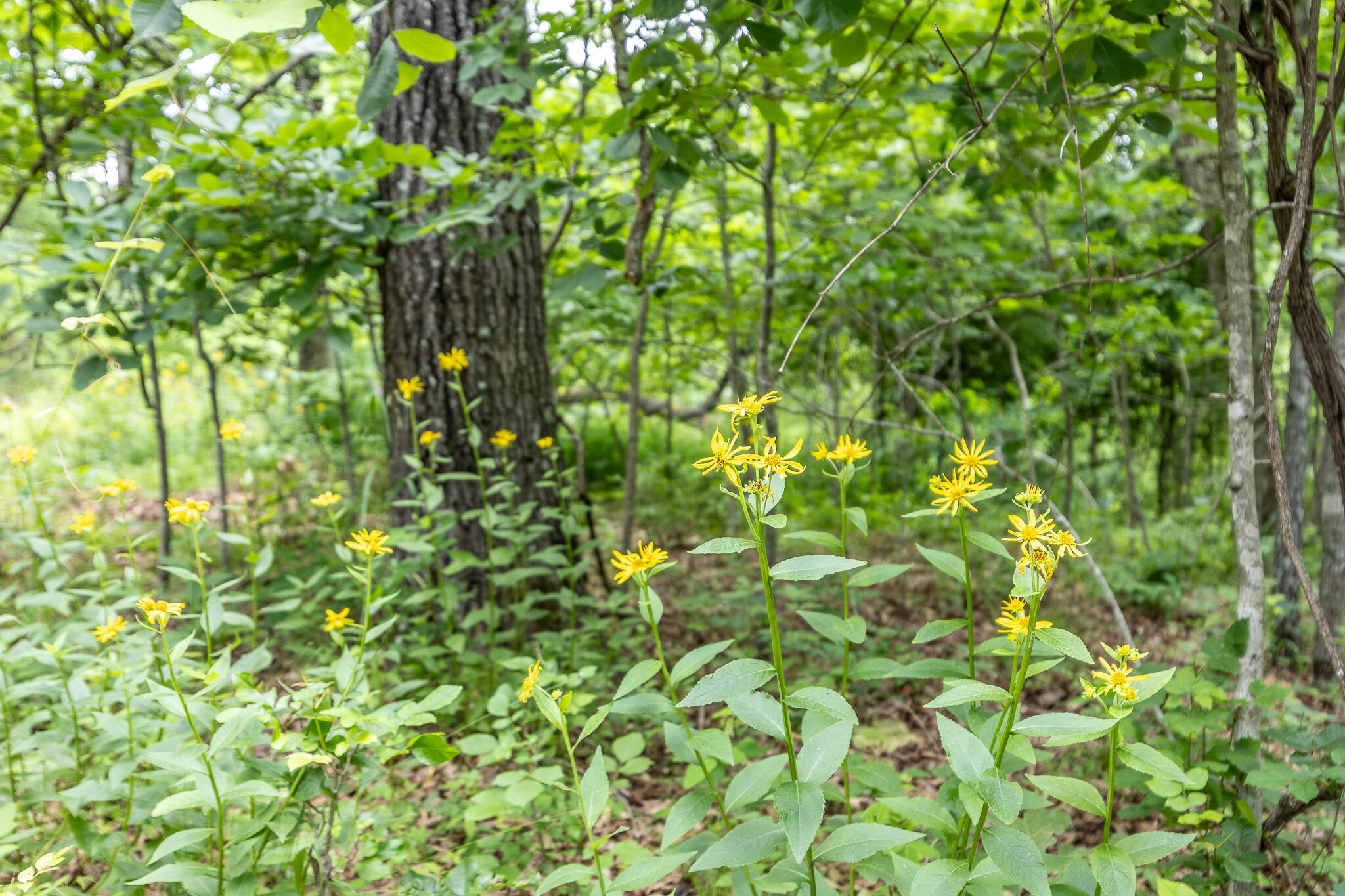 Photo 54 - Land for sale – 000  Hoot Owl Trail  Lebanon, MO