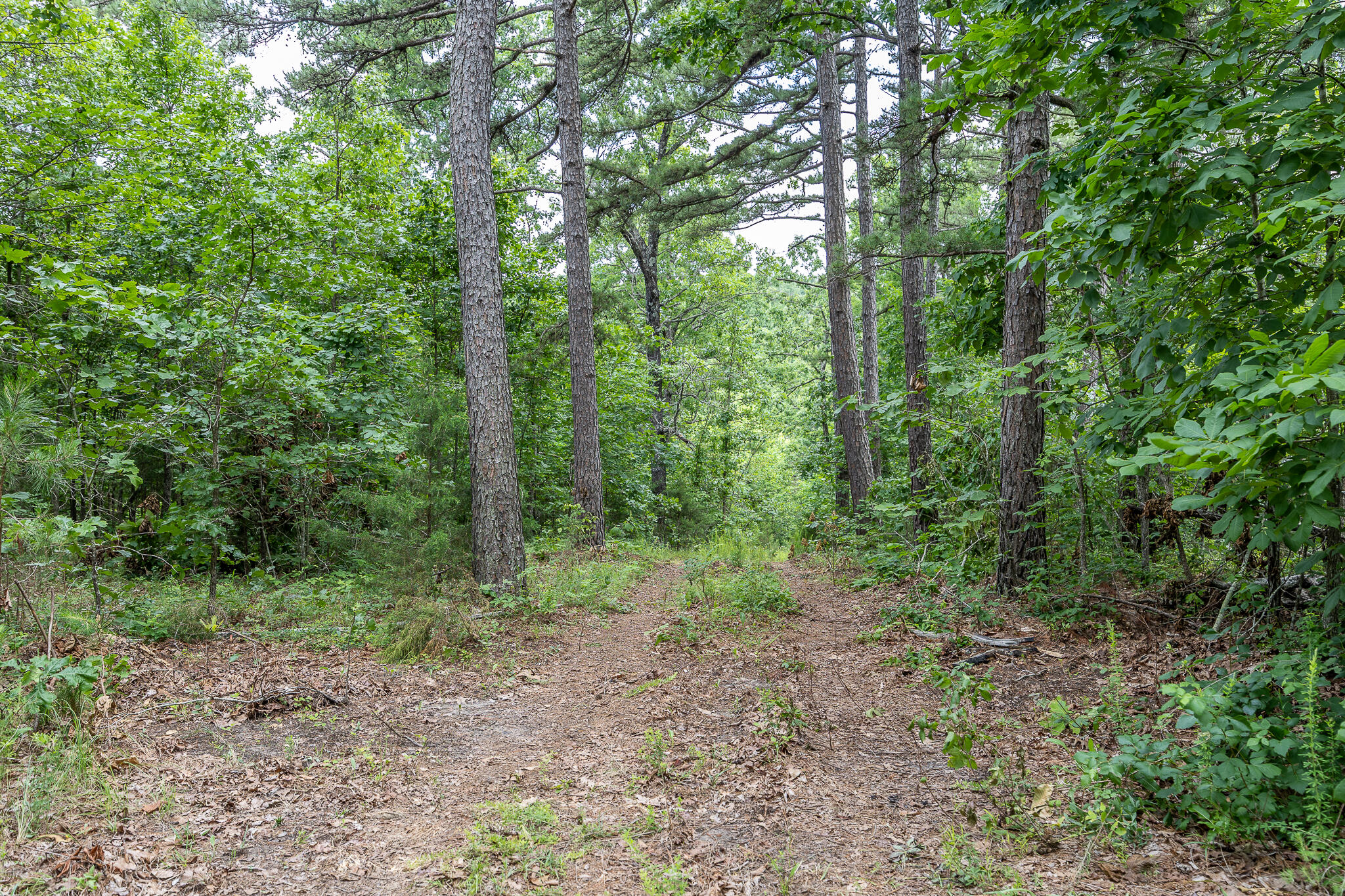 Photo 39 - Land for sale – 000  Hoot Owl Trail  Lebanon, MO