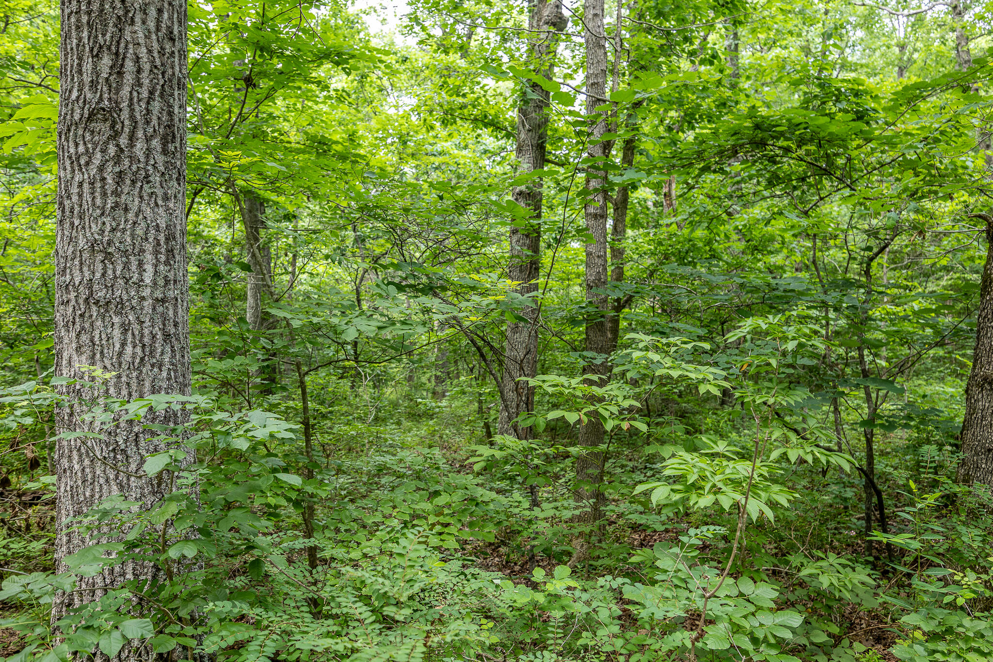 Photo 48 - Land for sale – 000  Hoot Owl Trail  Lebanon, MO