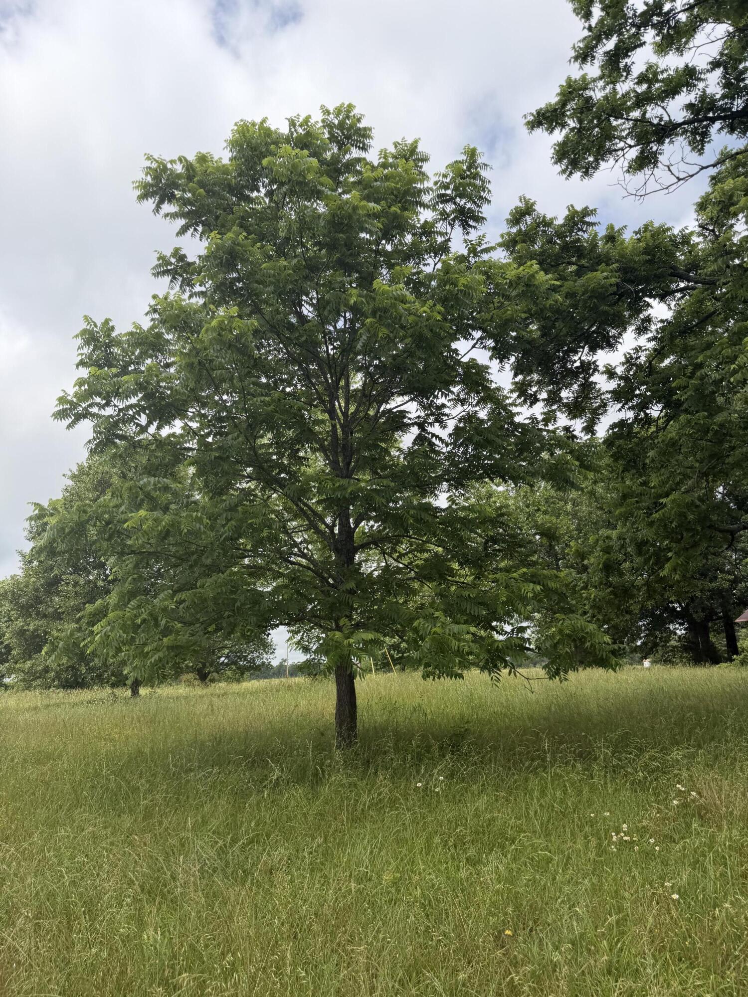 Photo 8 - Land for sale – 1510  State Highway Z   Bruner, MO