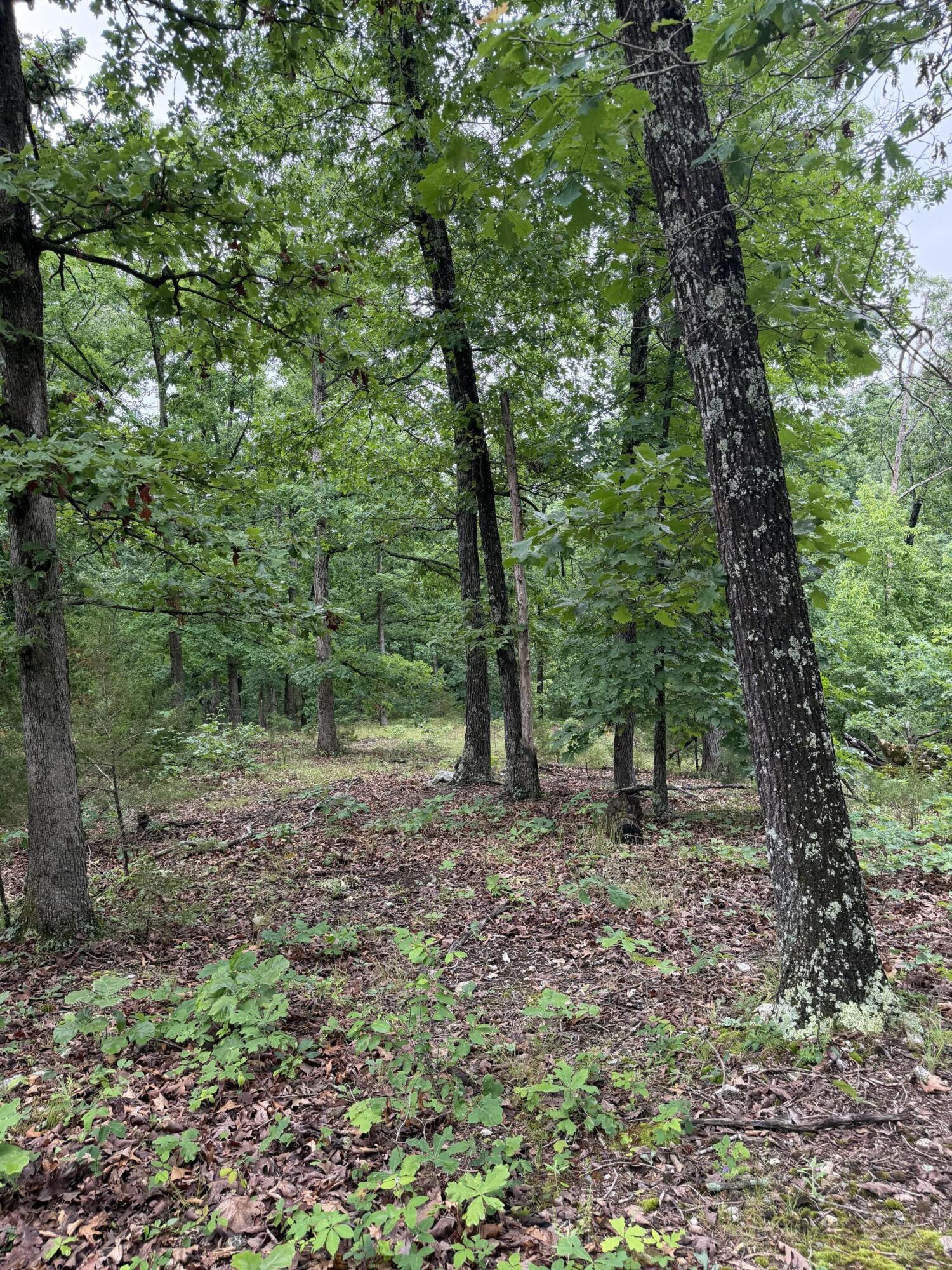 Photo 20 - Land for sale – 1510  State Highway Z   Bruner, MO