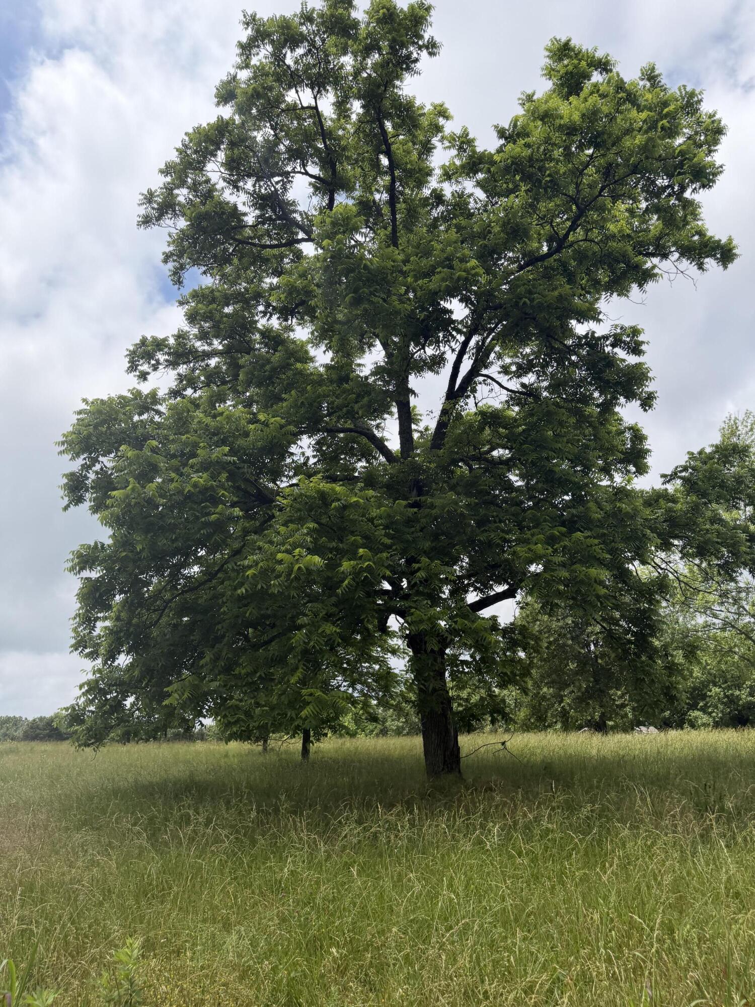 Photo 10 - Land for sale – 1510  State Highway Z   Bruner, MO
