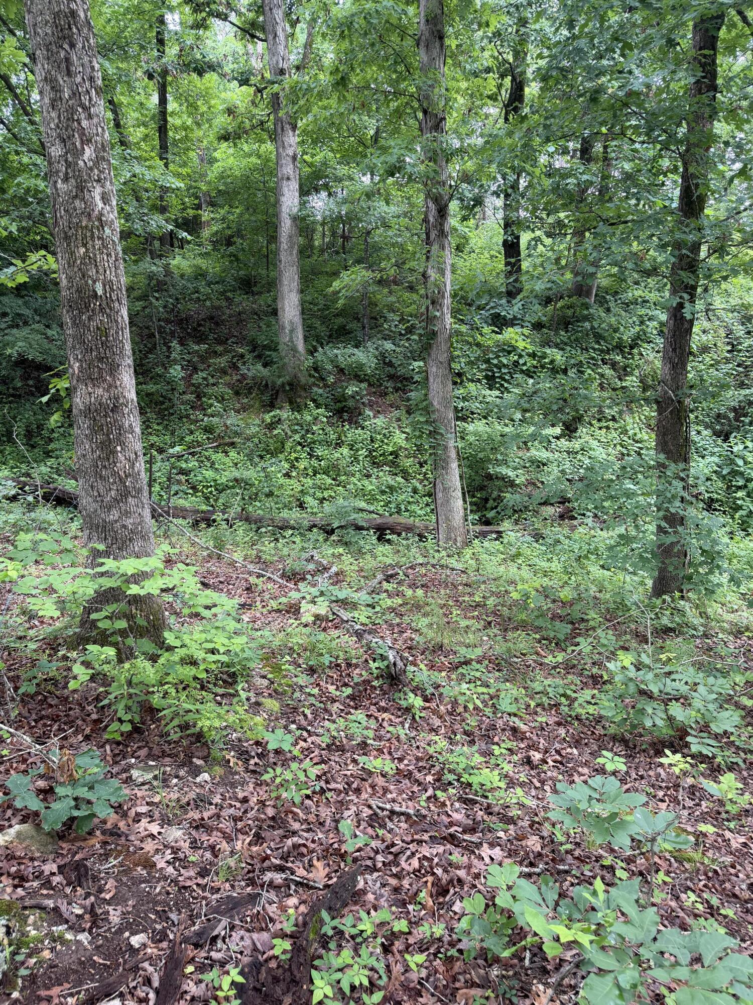 Photo 19 - Land for sale – 1510  State Highway Z   Bruner, MO