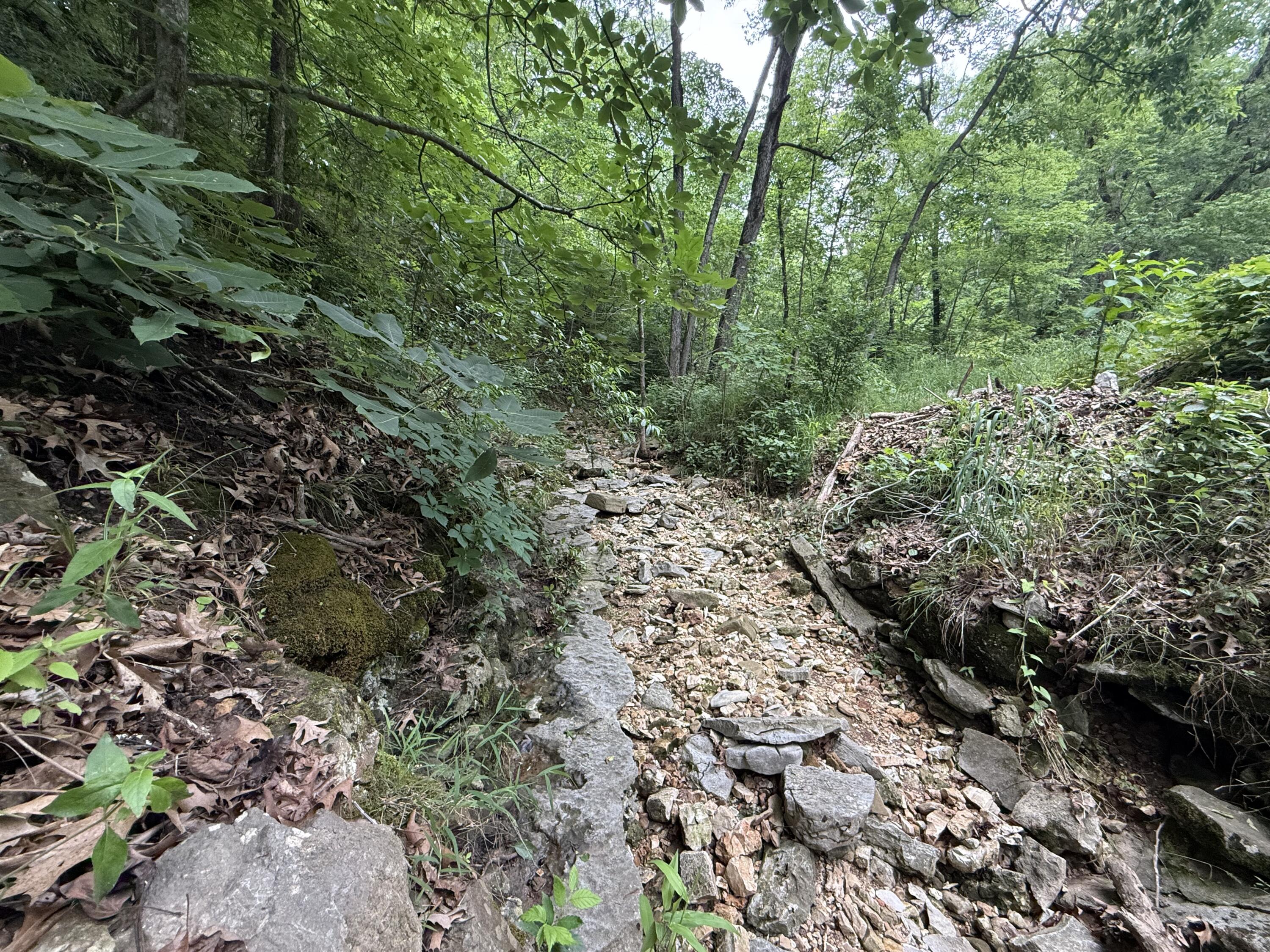 Photo 3 - Land for sale – Tbd  State Highway Dd   Seligman, MO
